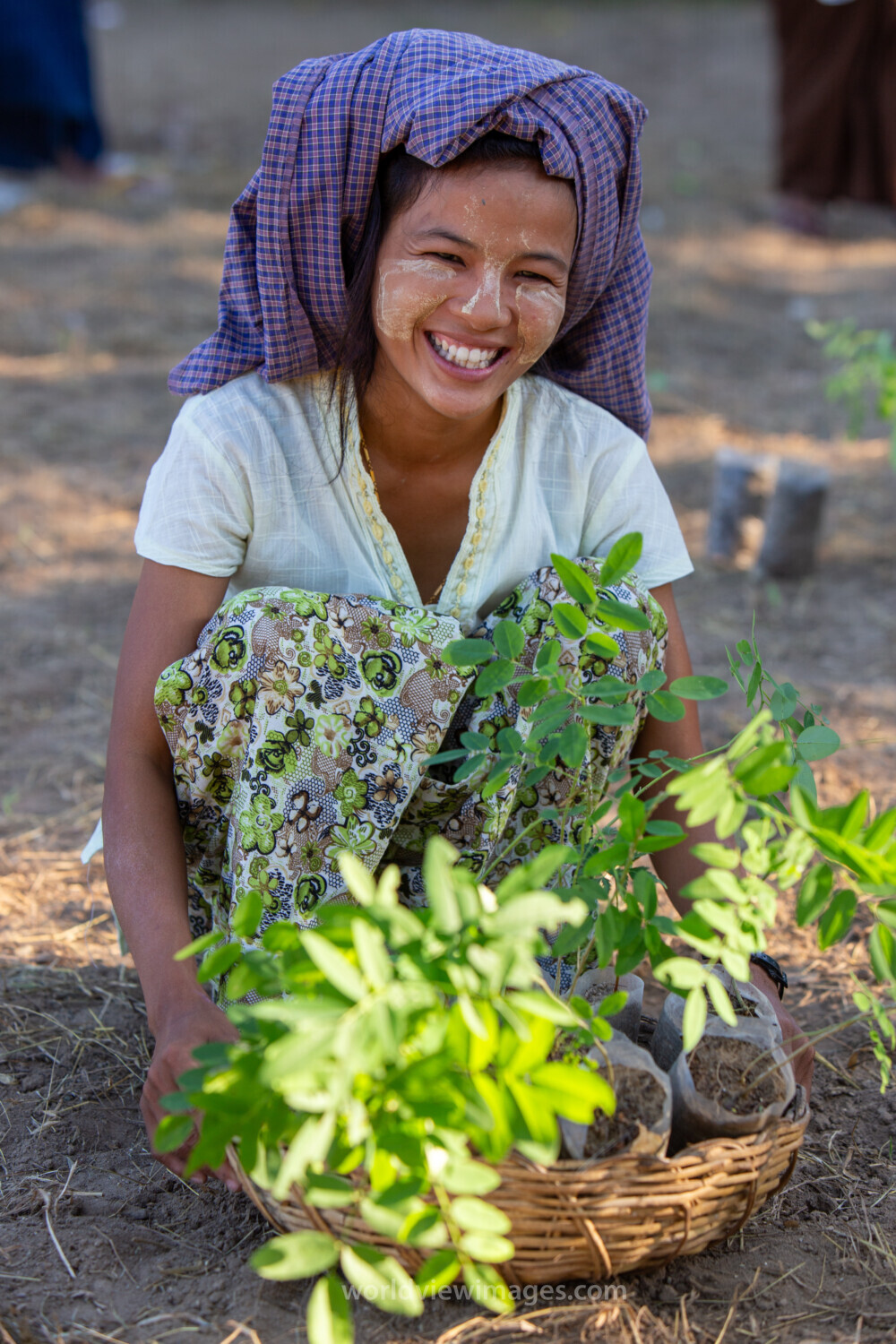 Fruit Tree Distribution