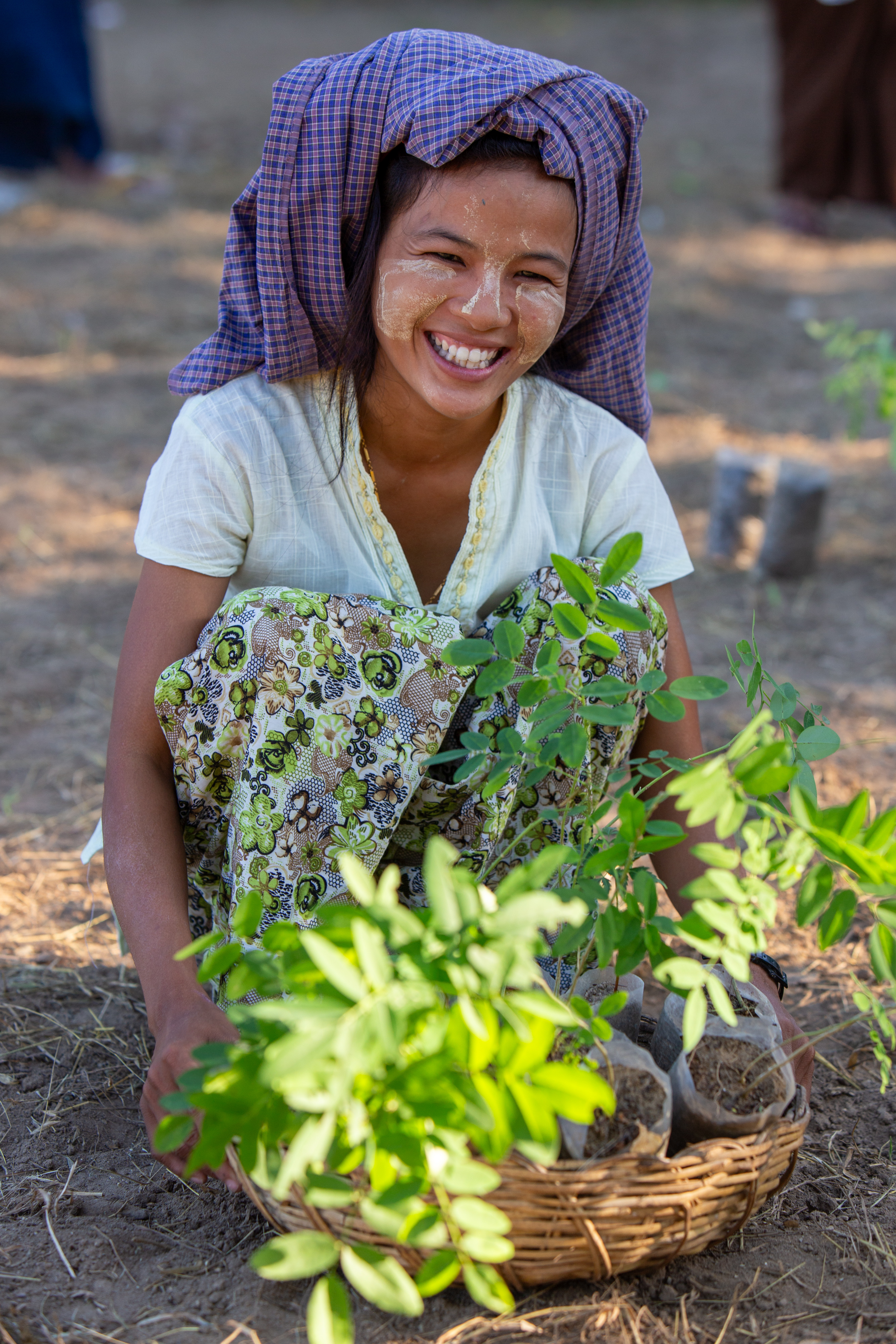 Fruit Tree Distribution