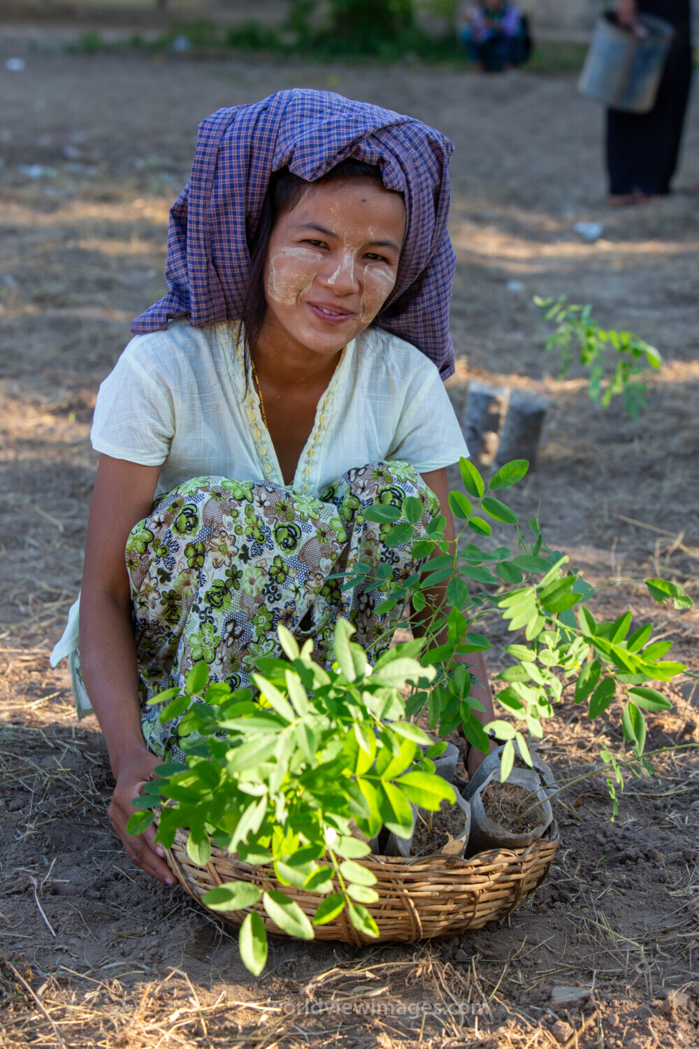 Fruit Tree Distribution