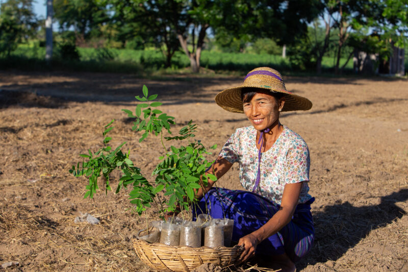 Fruit Tree Distribution — Women in Myanmar receive fruit tree seedlings from ADRA to help develop new financial security. — Adult, Eyes Open, Frontal Face, M...