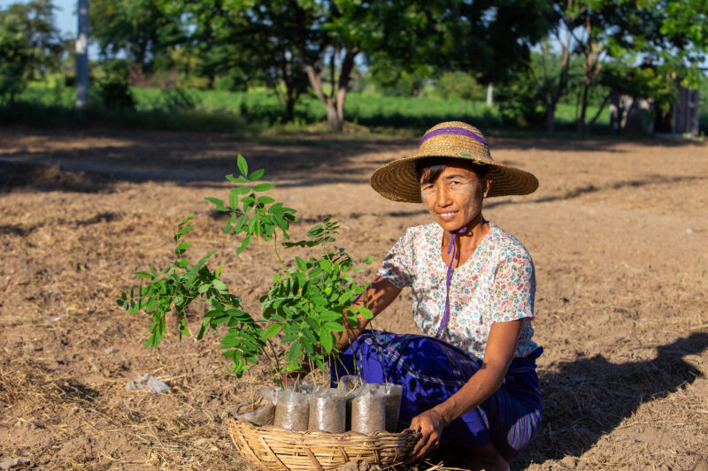 Fruit Tree Distribution — Women in Myanmar receive fruit tree seedlings from ADRA to help develop new financial security. — Adult, Agriculture, Eyes Open, Fi...