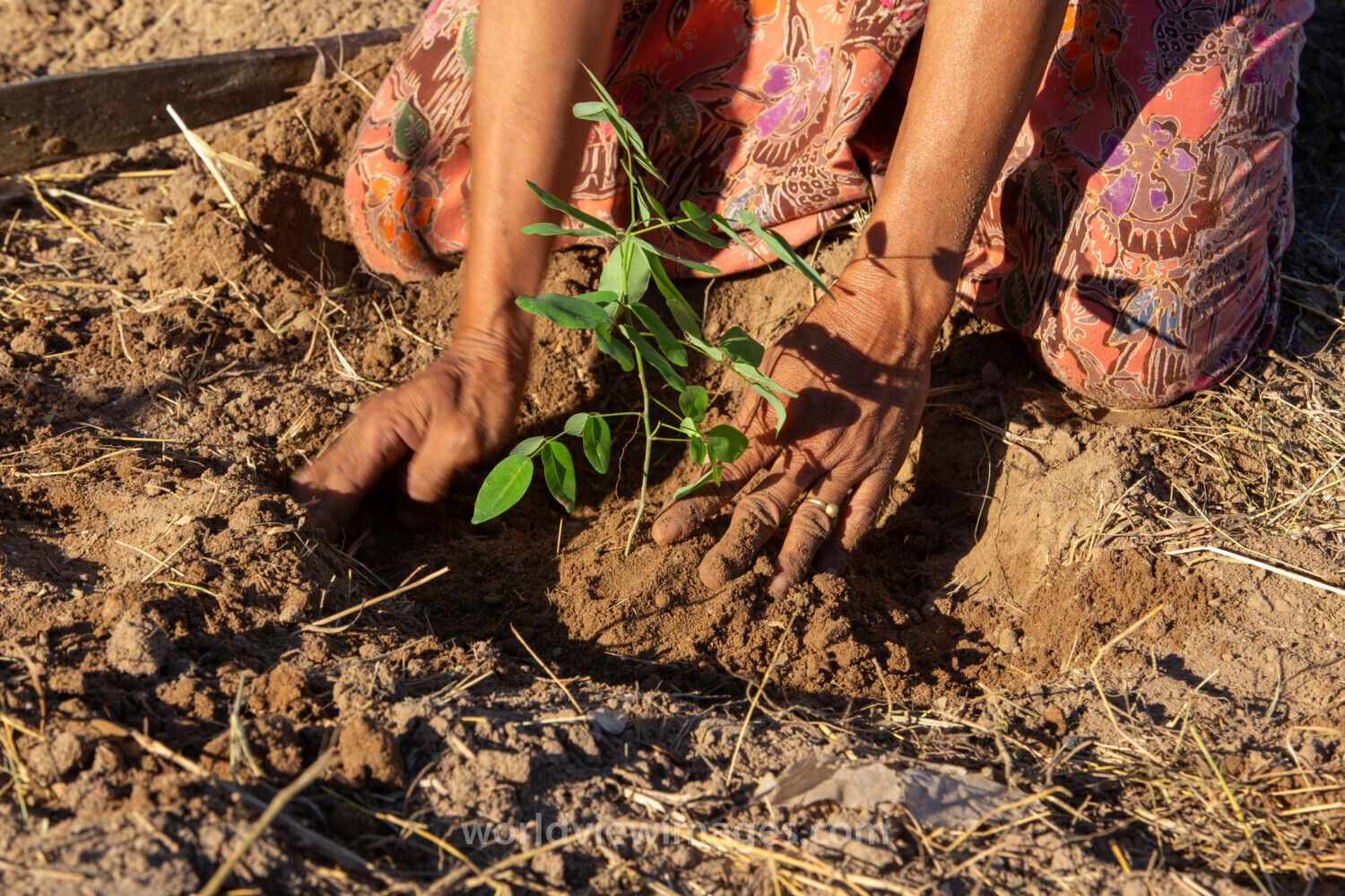 Planting a Tree