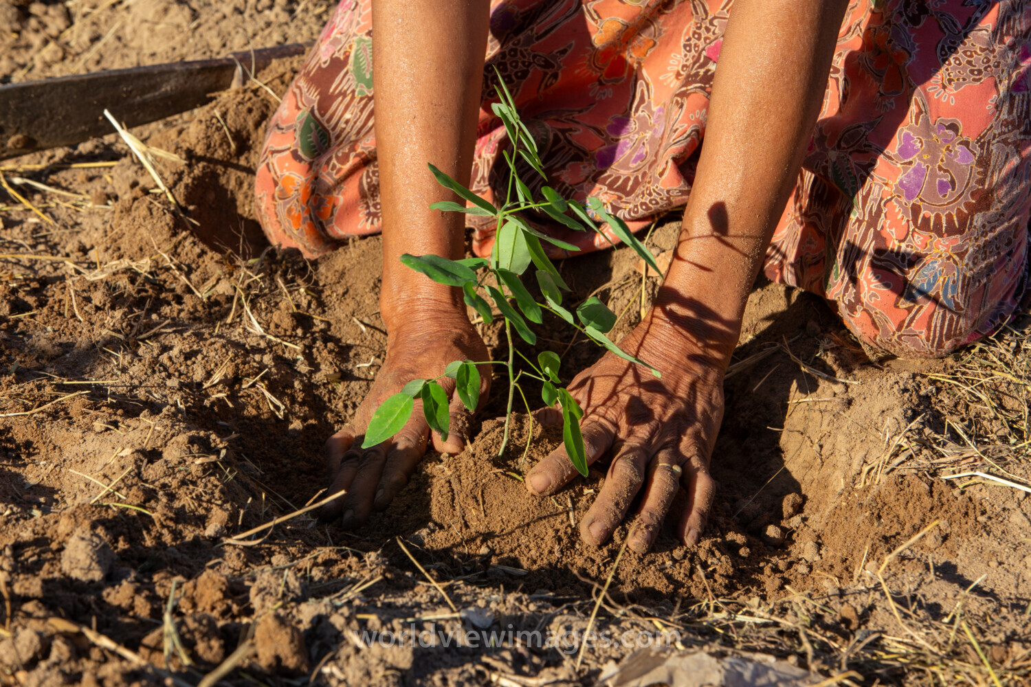 Planting a Tree
