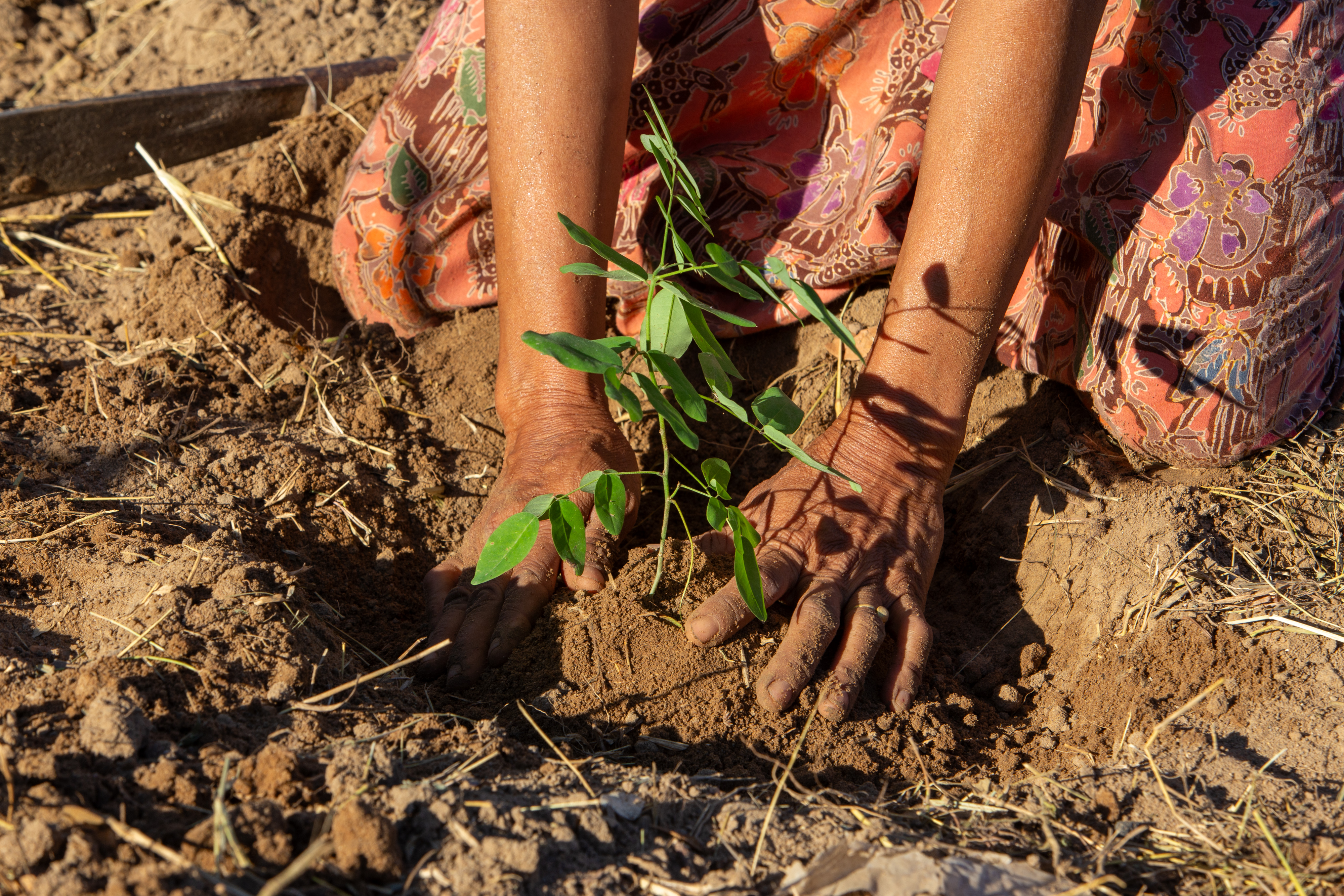Planting a Tree