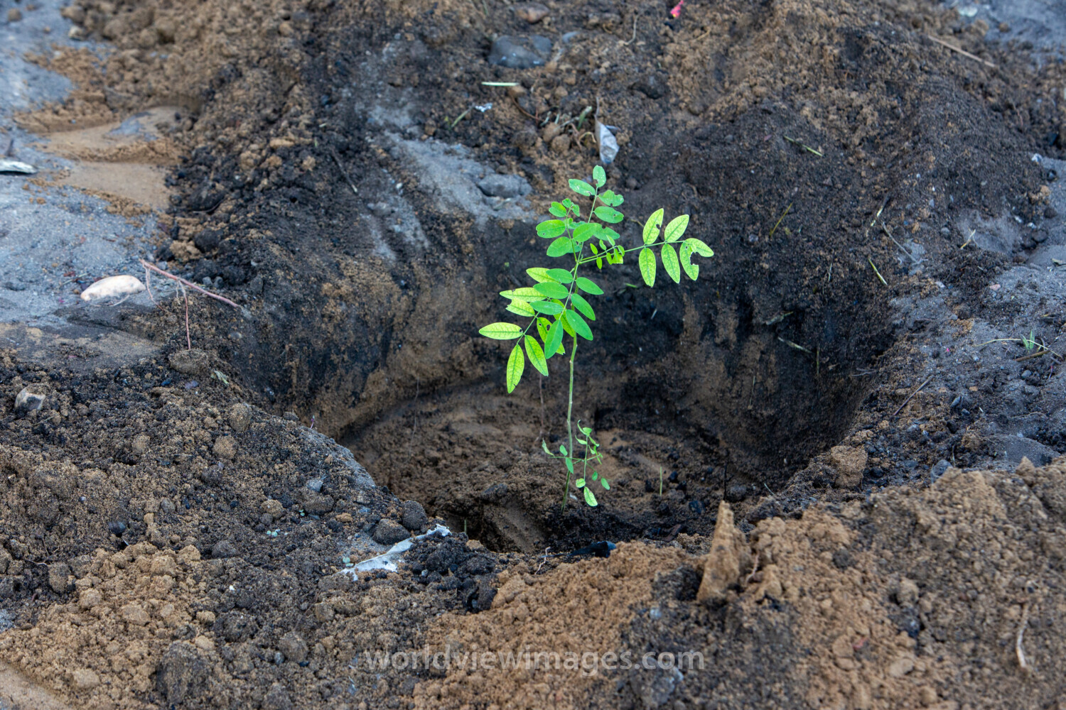 Planting a Tree