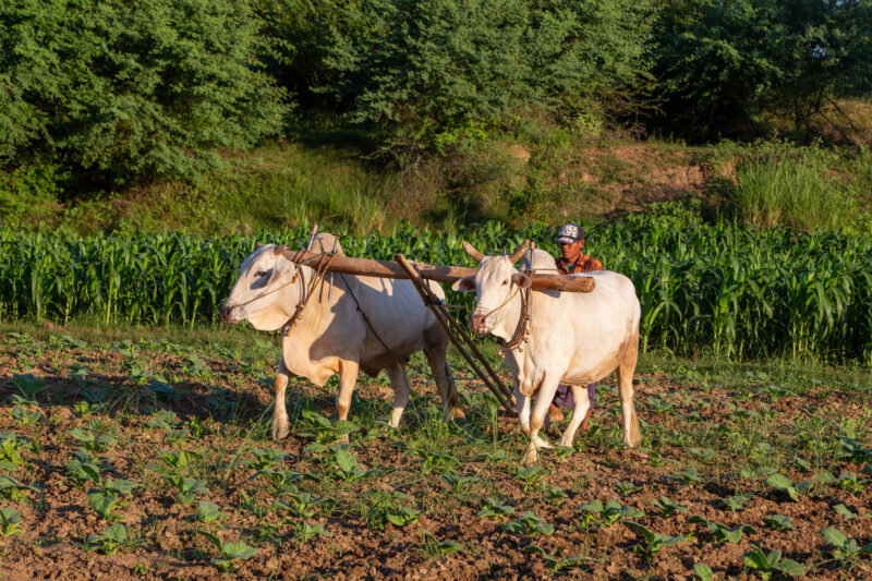 Plowing the Field — Man in Myanmar plows field with Oxen — Adult, Animal, Beard, Eyes Closed, Frontal Face