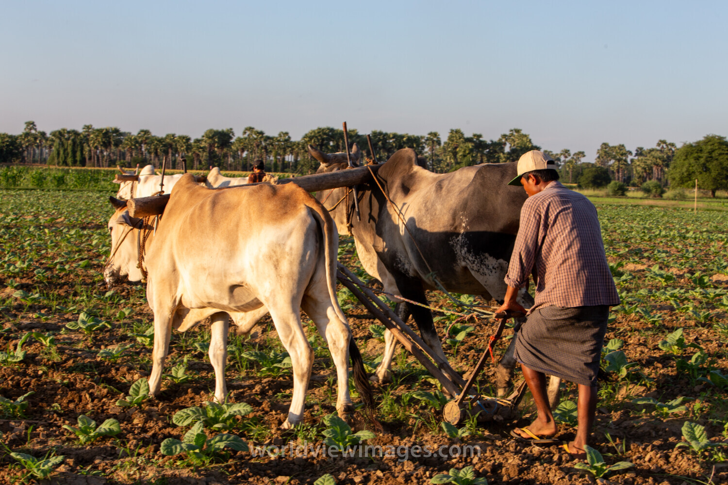 Plowing the Field