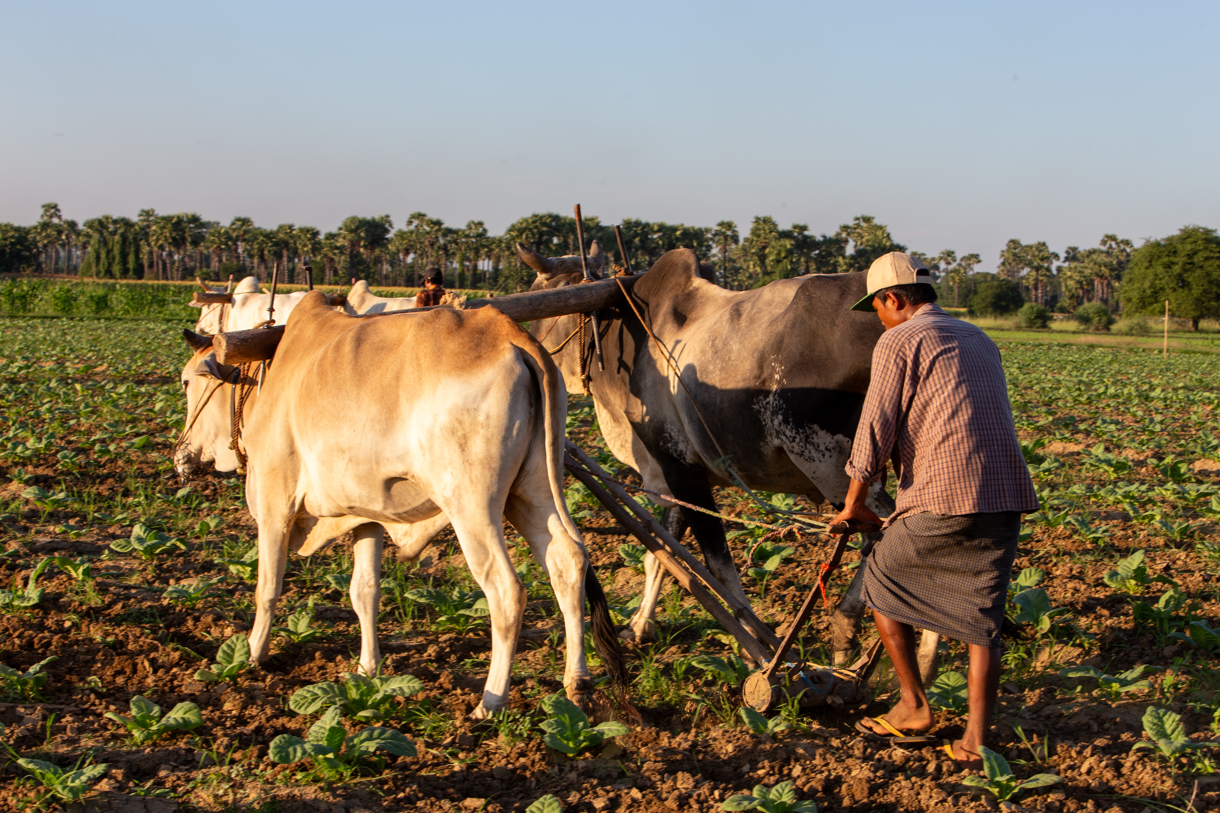 Plowing the Field
