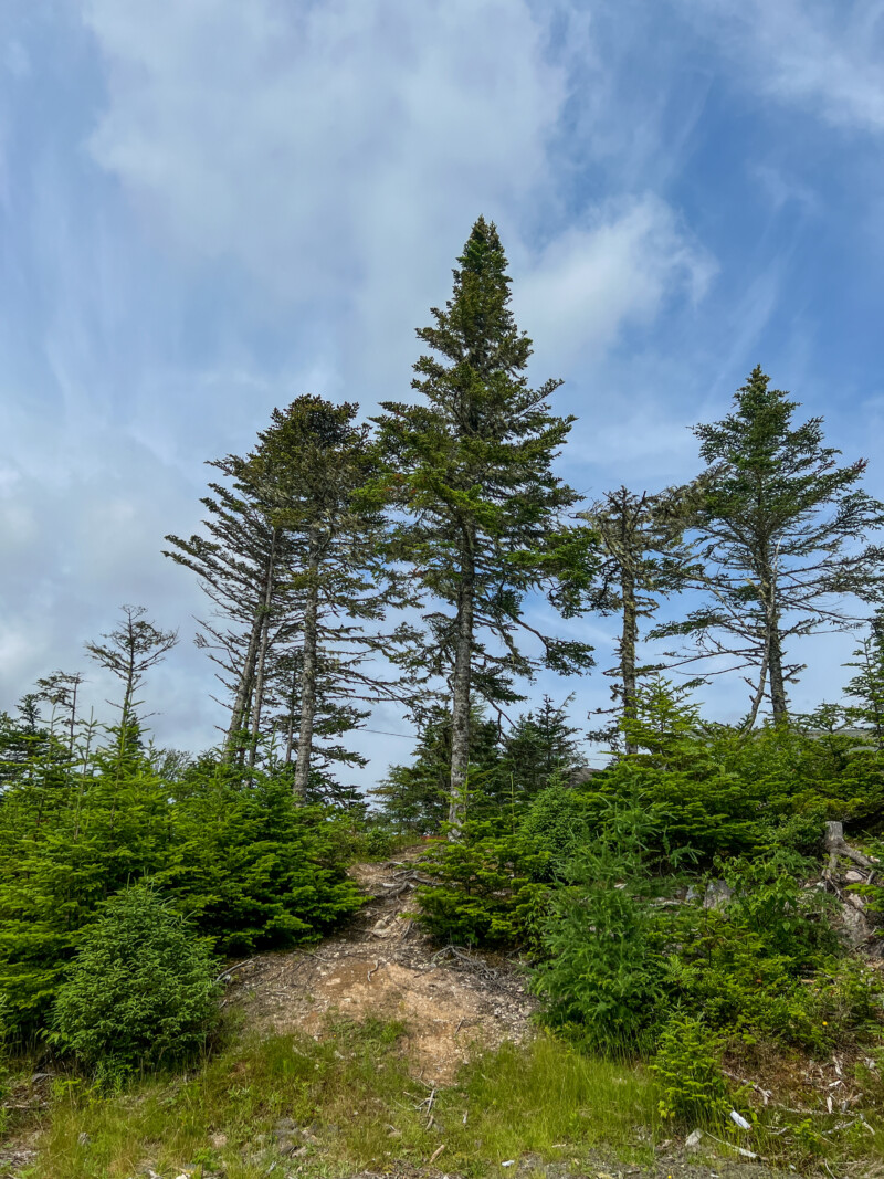 Trees of Newfoundland — Forest, Nature, Plant, Tree, Wood