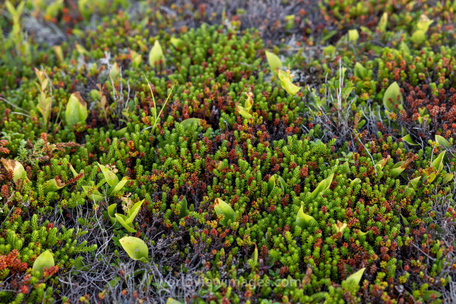 Northern Boreal Bog Plants