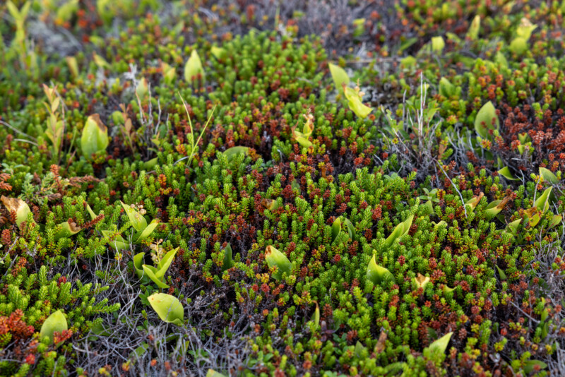 Northern Boreal Bog Plants — Nature, Newfoundland, Canada