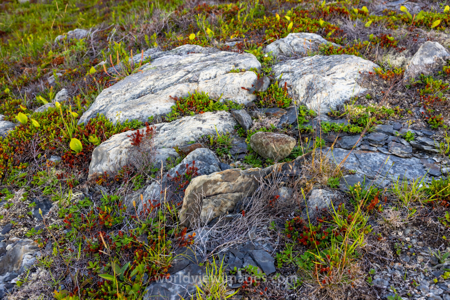 Northern Boreal Bog Plants