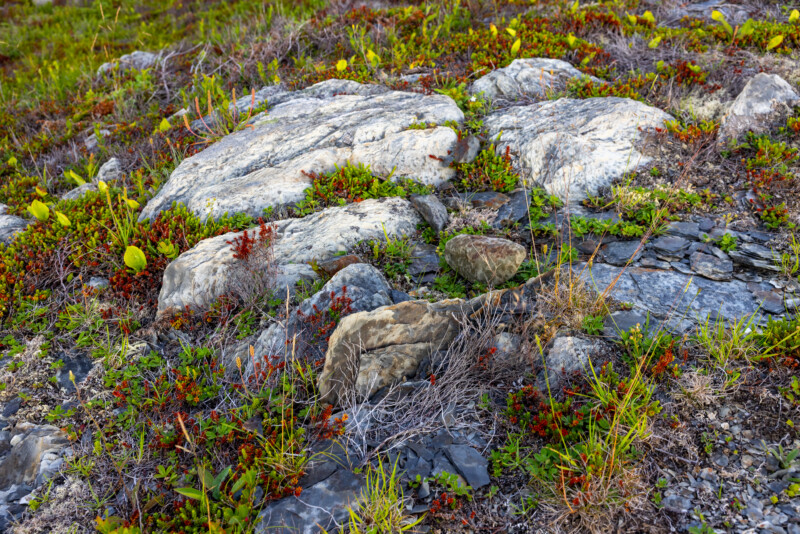 Northern Boreal Bog Plants — Stone Texture, Texture, Newfoundland, Canada