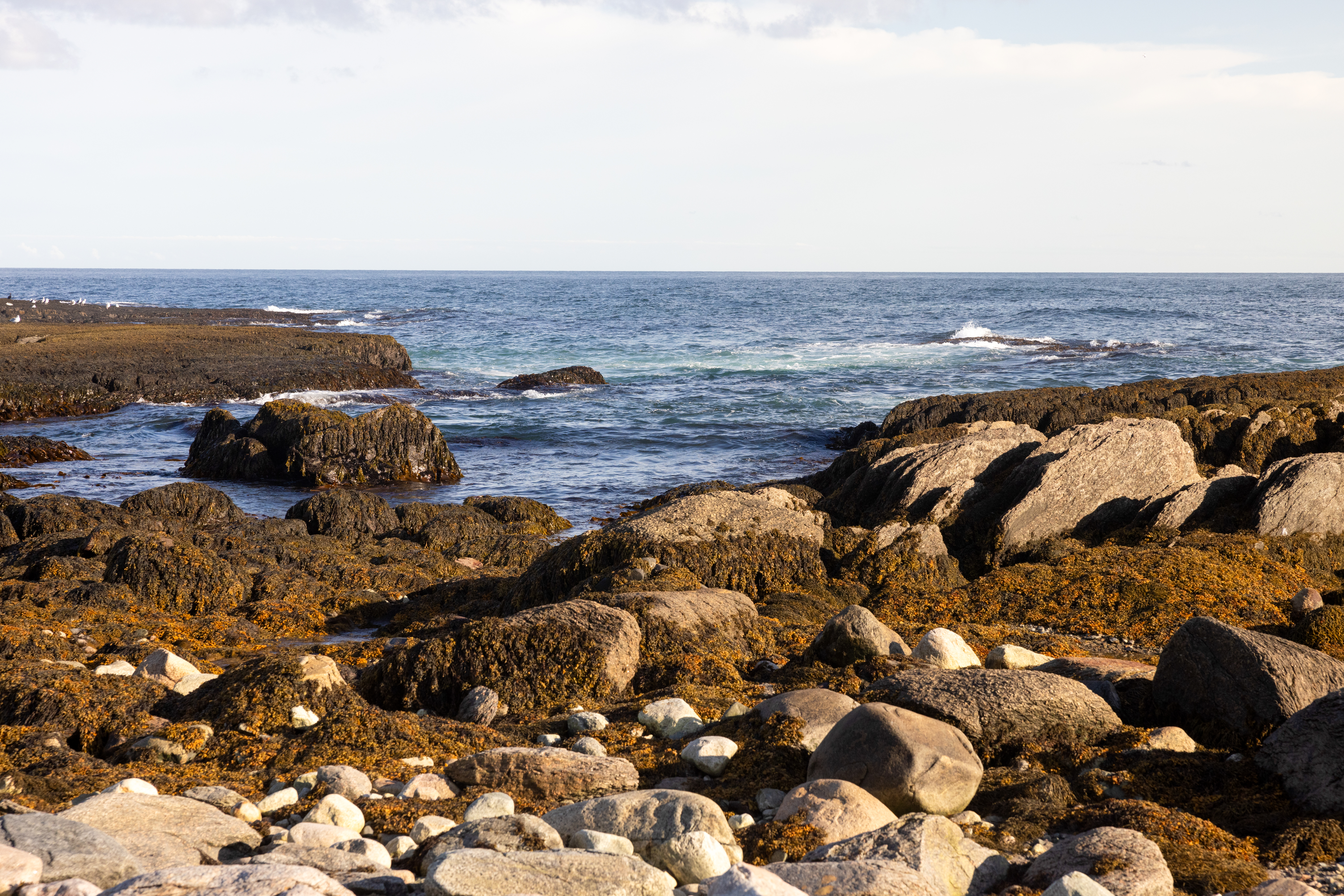 Rocky Coast of Newfoundland