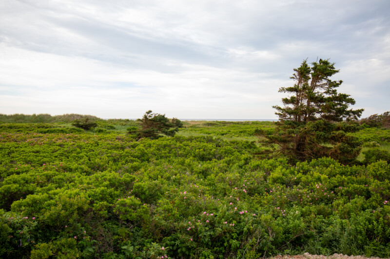 Scenic Field in PEI — Prince Edward Island, Canada, PEI