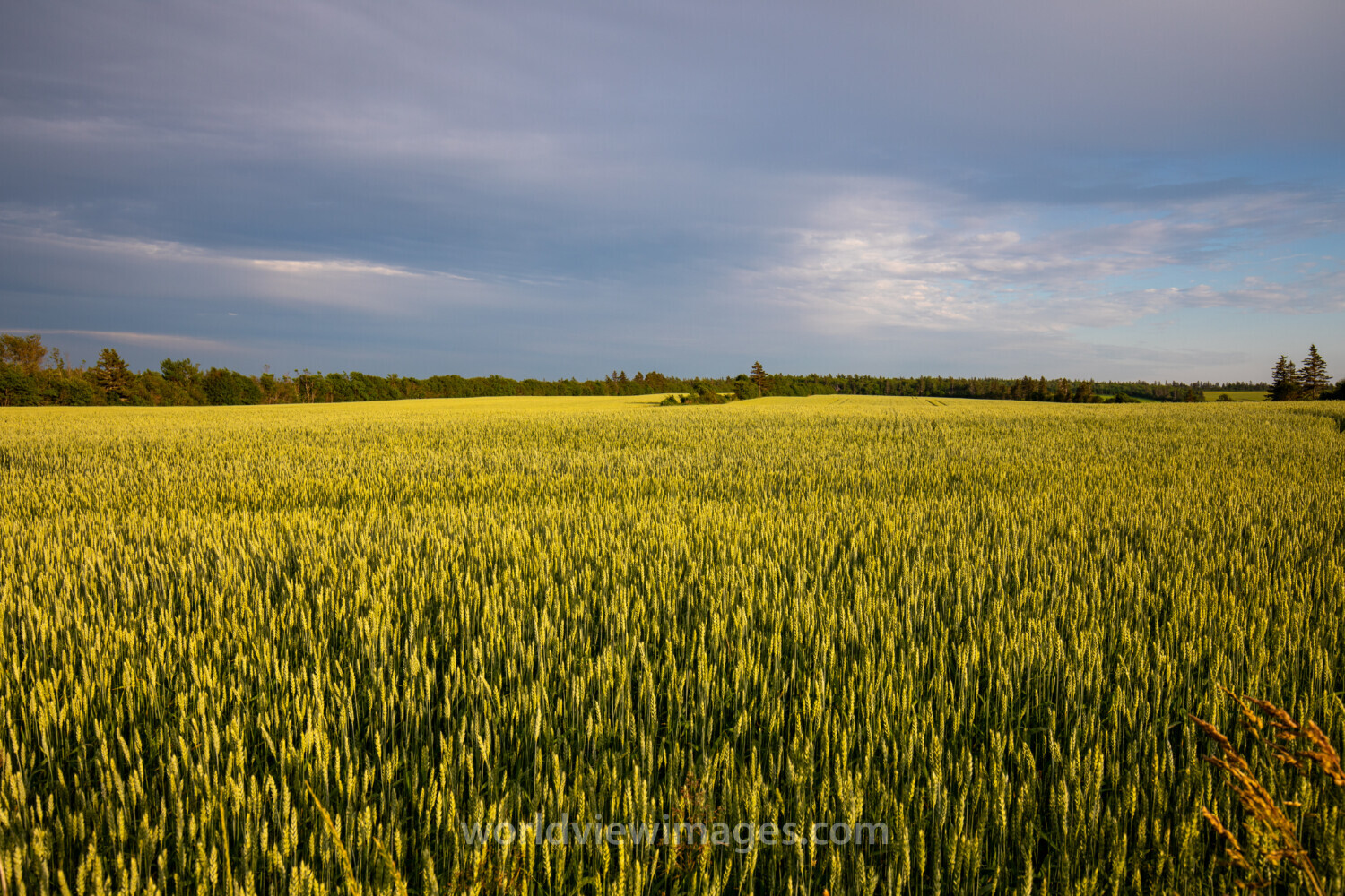 Wheat Field in PEI