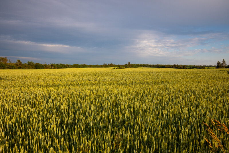 Wheat Field in PEI — Beautiful Wheat Fields in Prince Edward Island — Prince Edward Island, Canada, PEI, Agriculture, farming