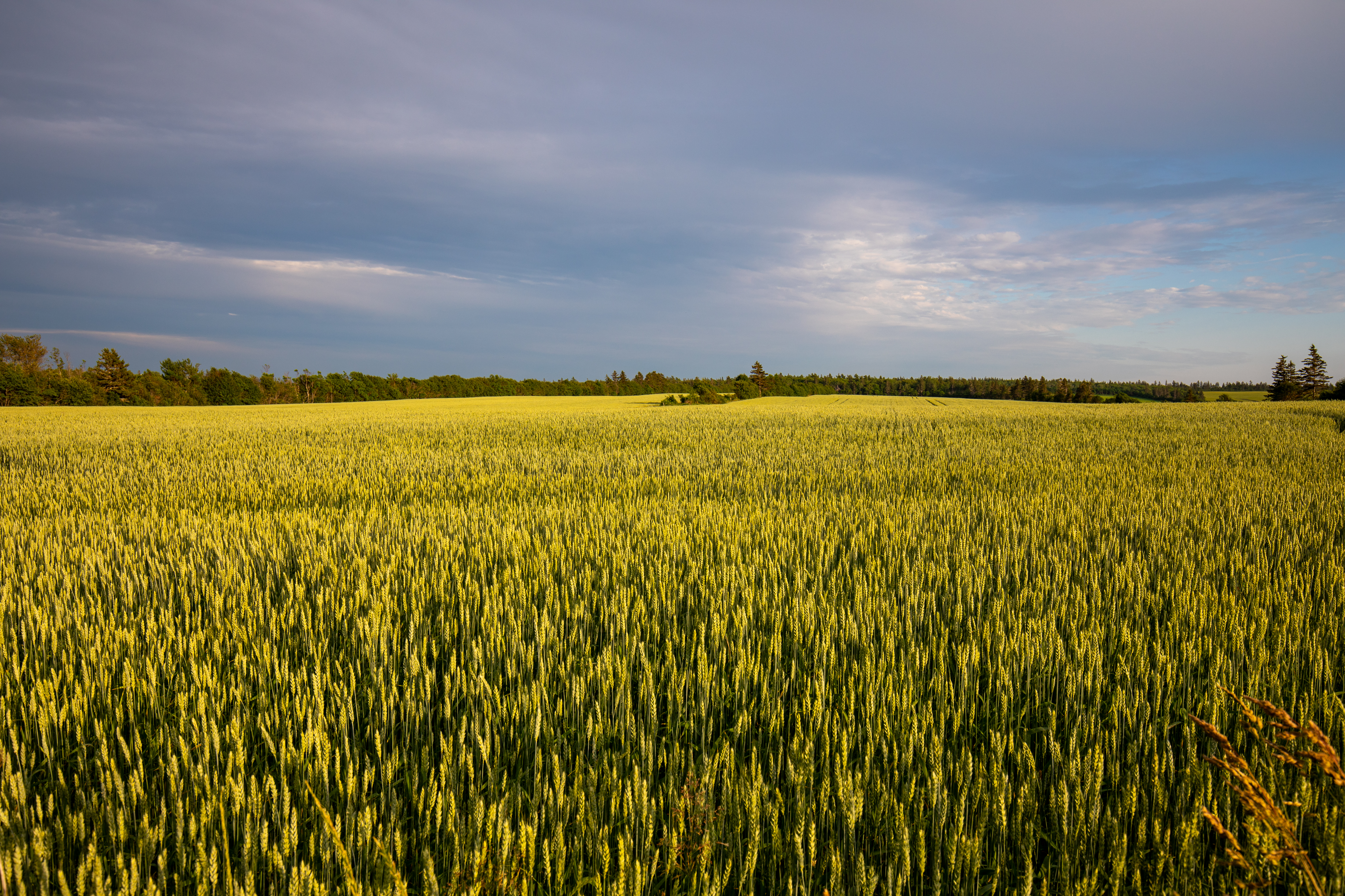 Wheat Field in PEI
