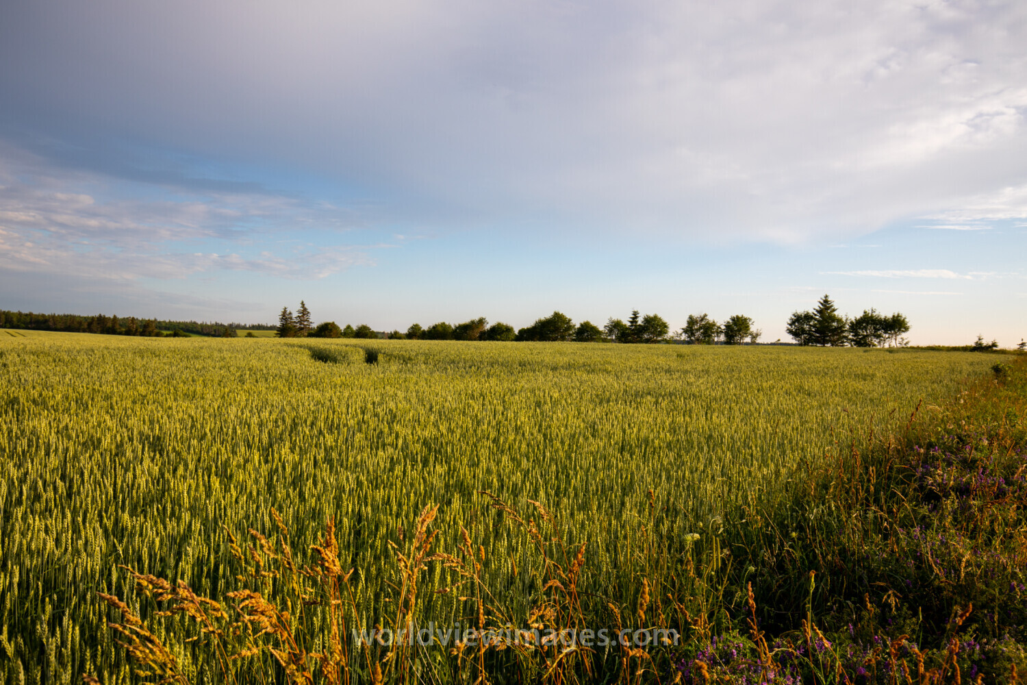 Wheat Field in PEI