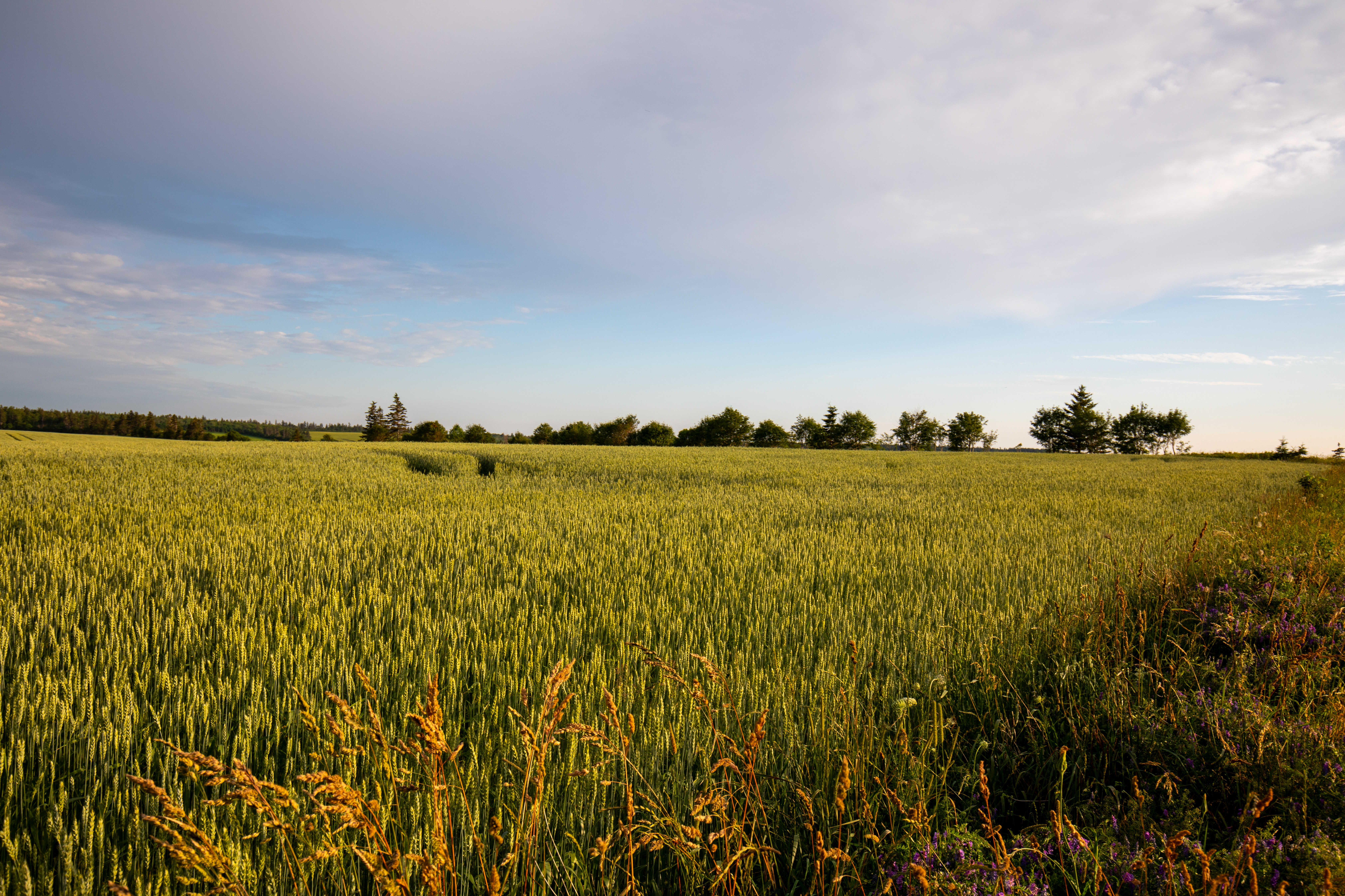 Wheat Field in PEI
