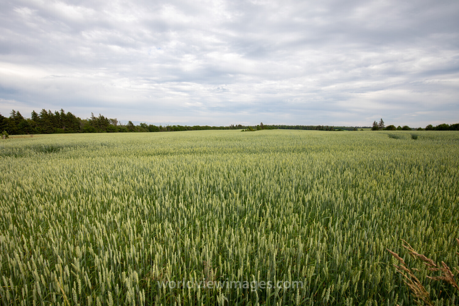 Wheat Field in PEI