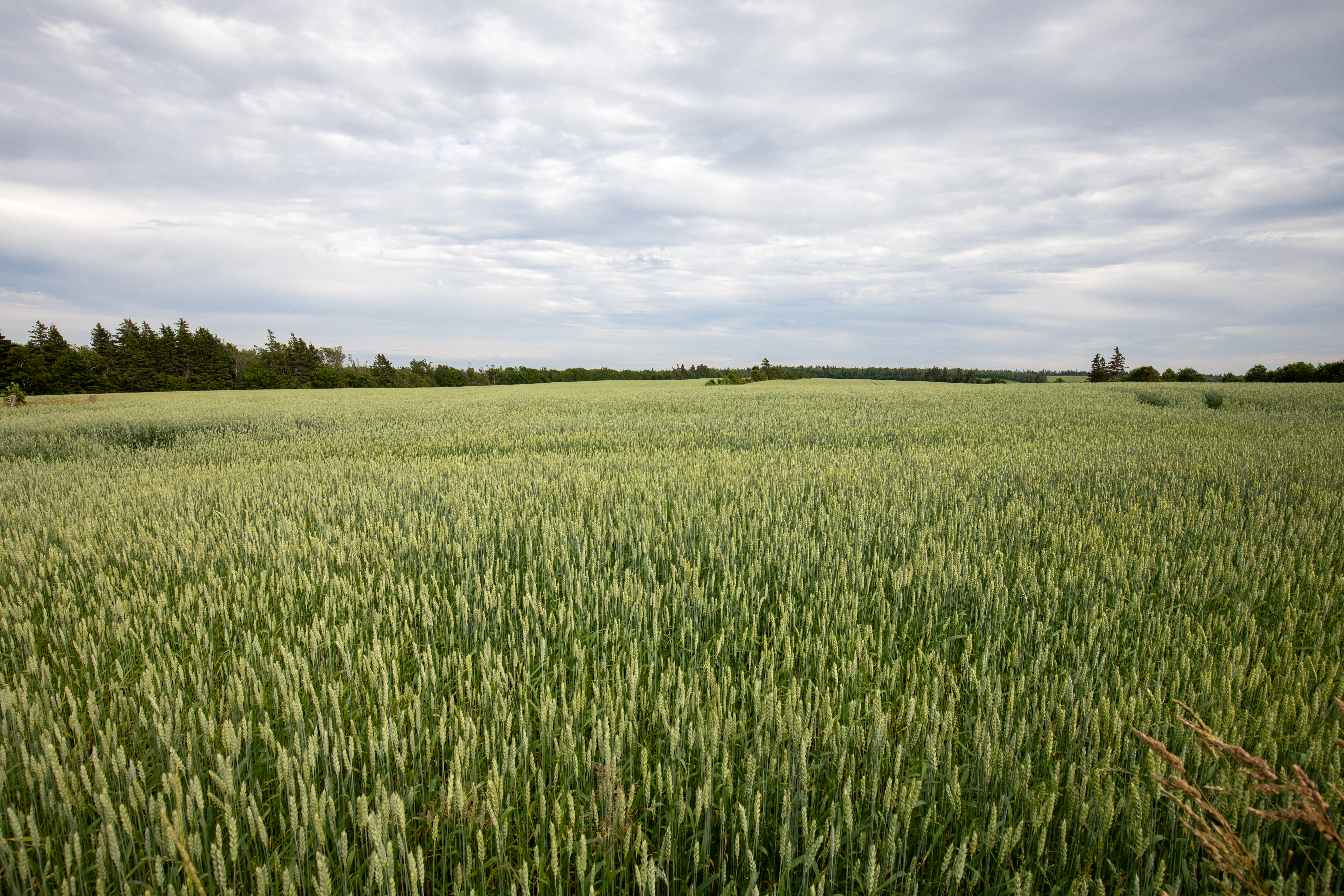 Wheat Field in PEI