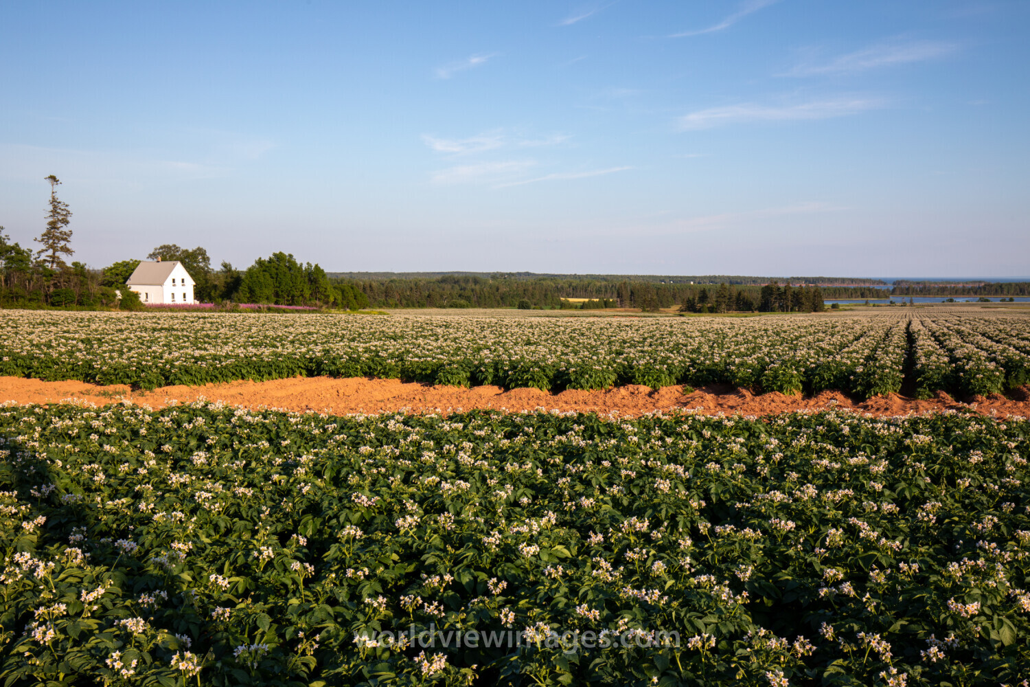 Potatoe Fields of PEI