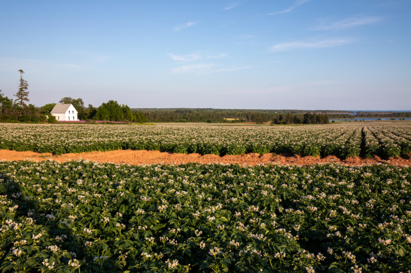 Potatoe Fields of PEI — Prince Edward Island is Known for it's Potatoes — Agriculture, Complementary Colors, Field, Nature, Prince Edward Island