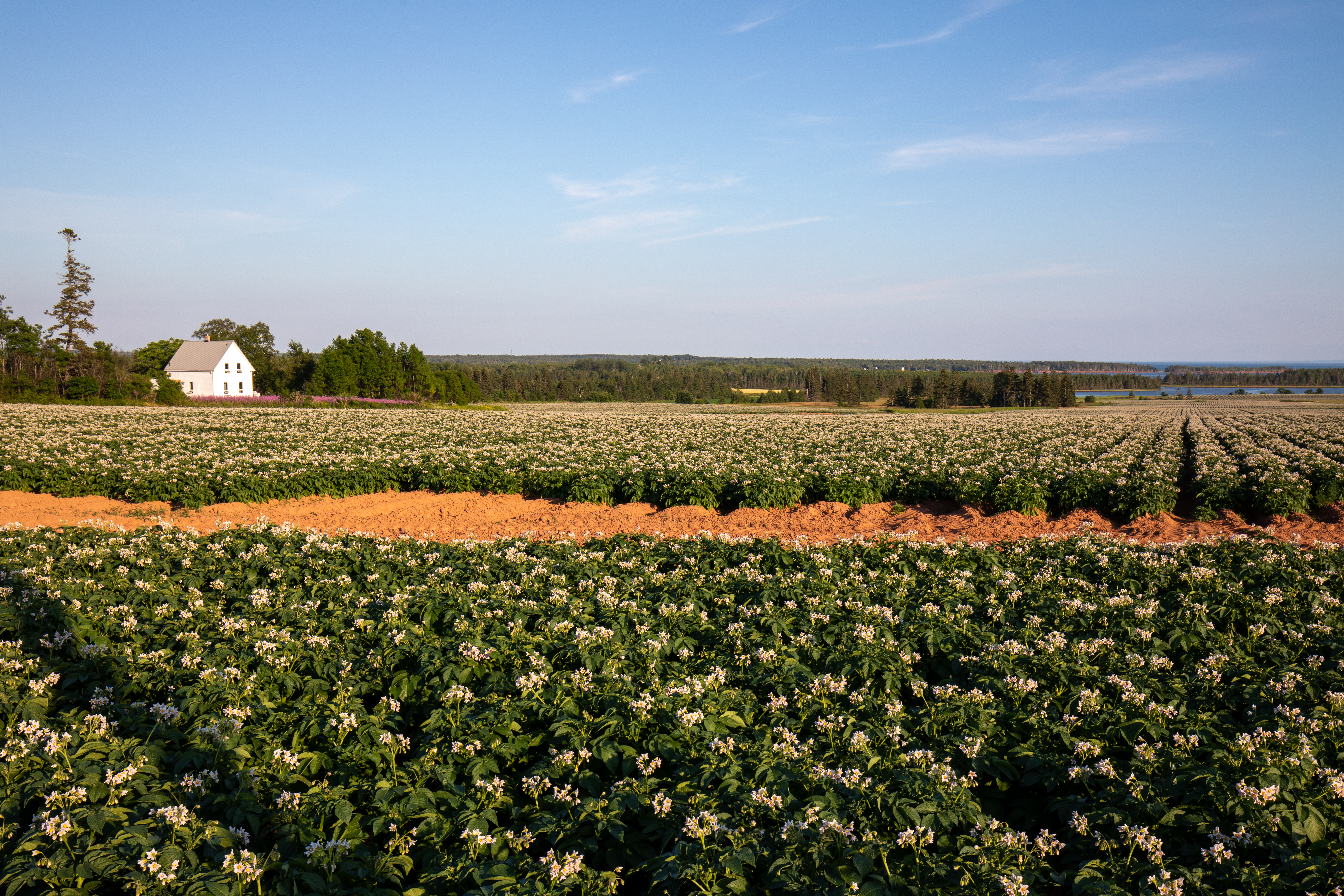 Potatoe Fields of PEI