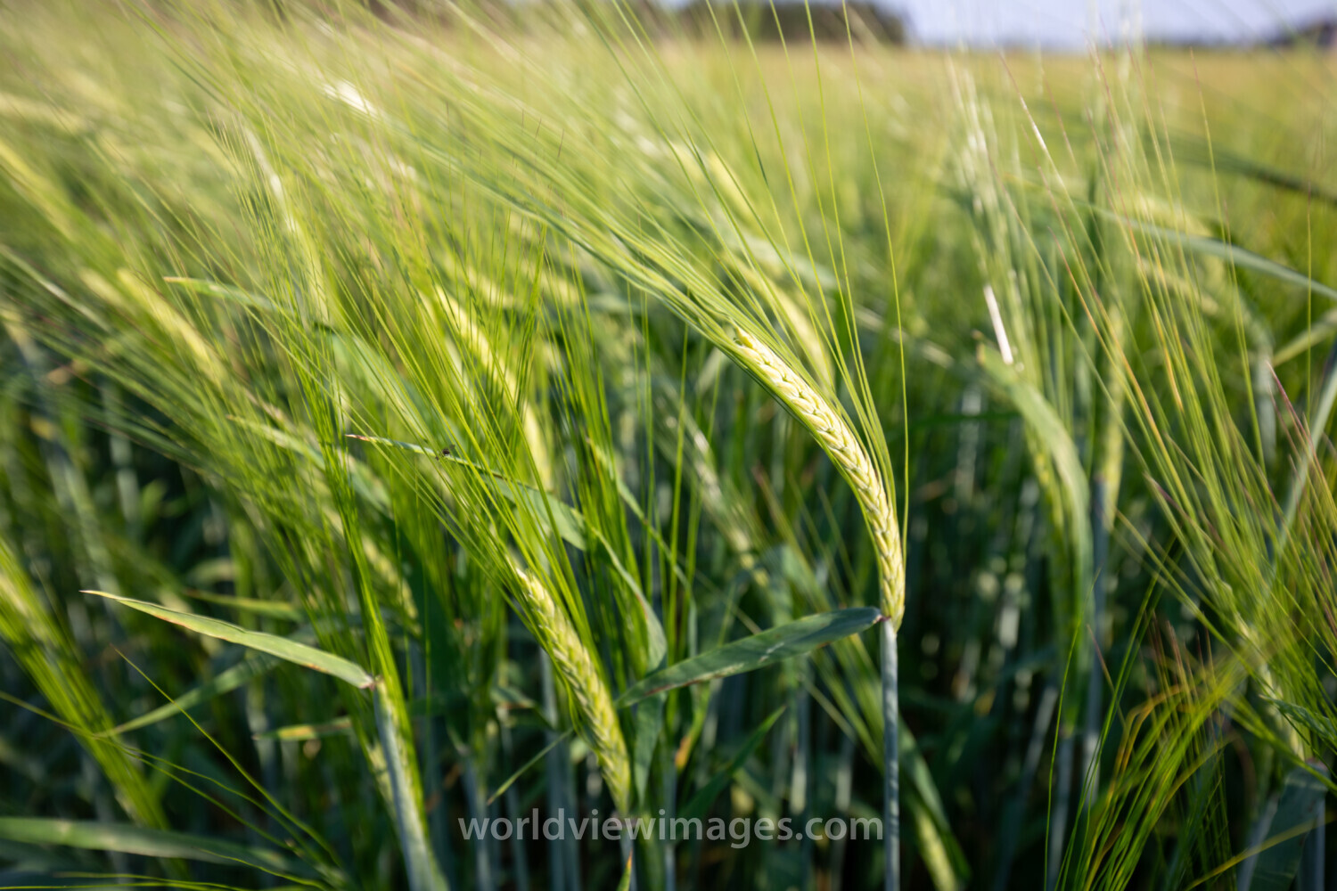 Wheat Field in PEI
