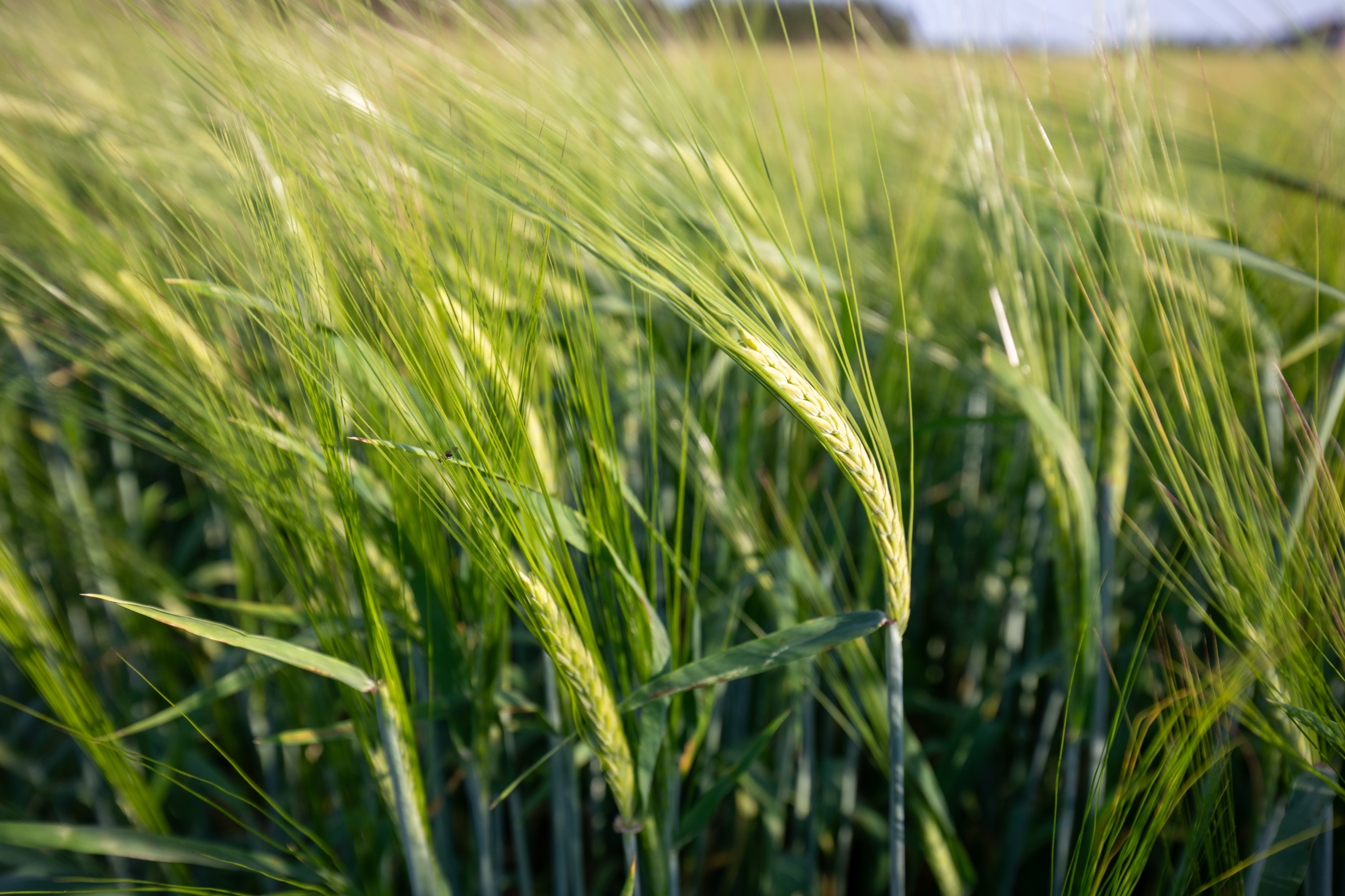 Wheat Field in PEI