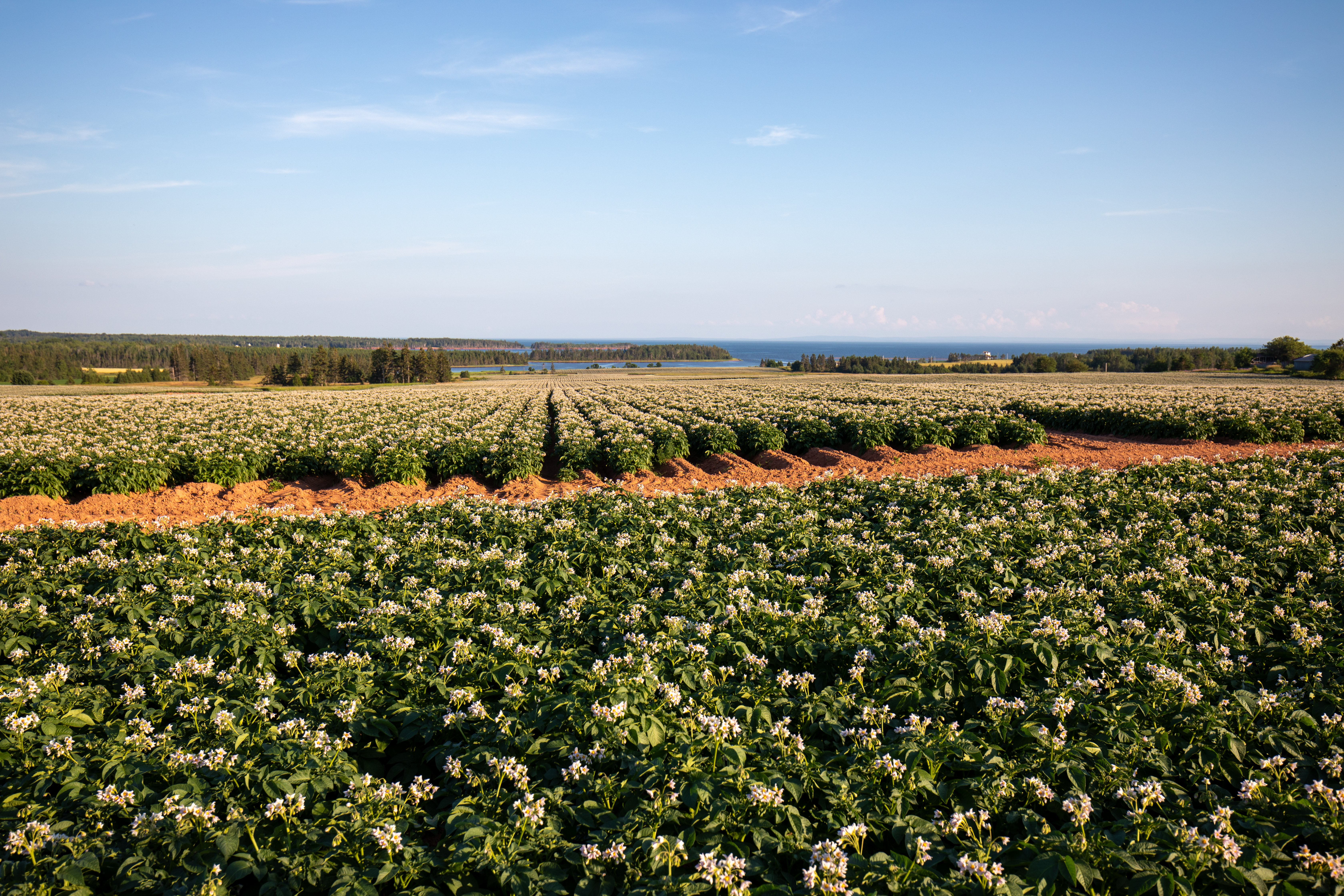 Potatoe Fields of PEI