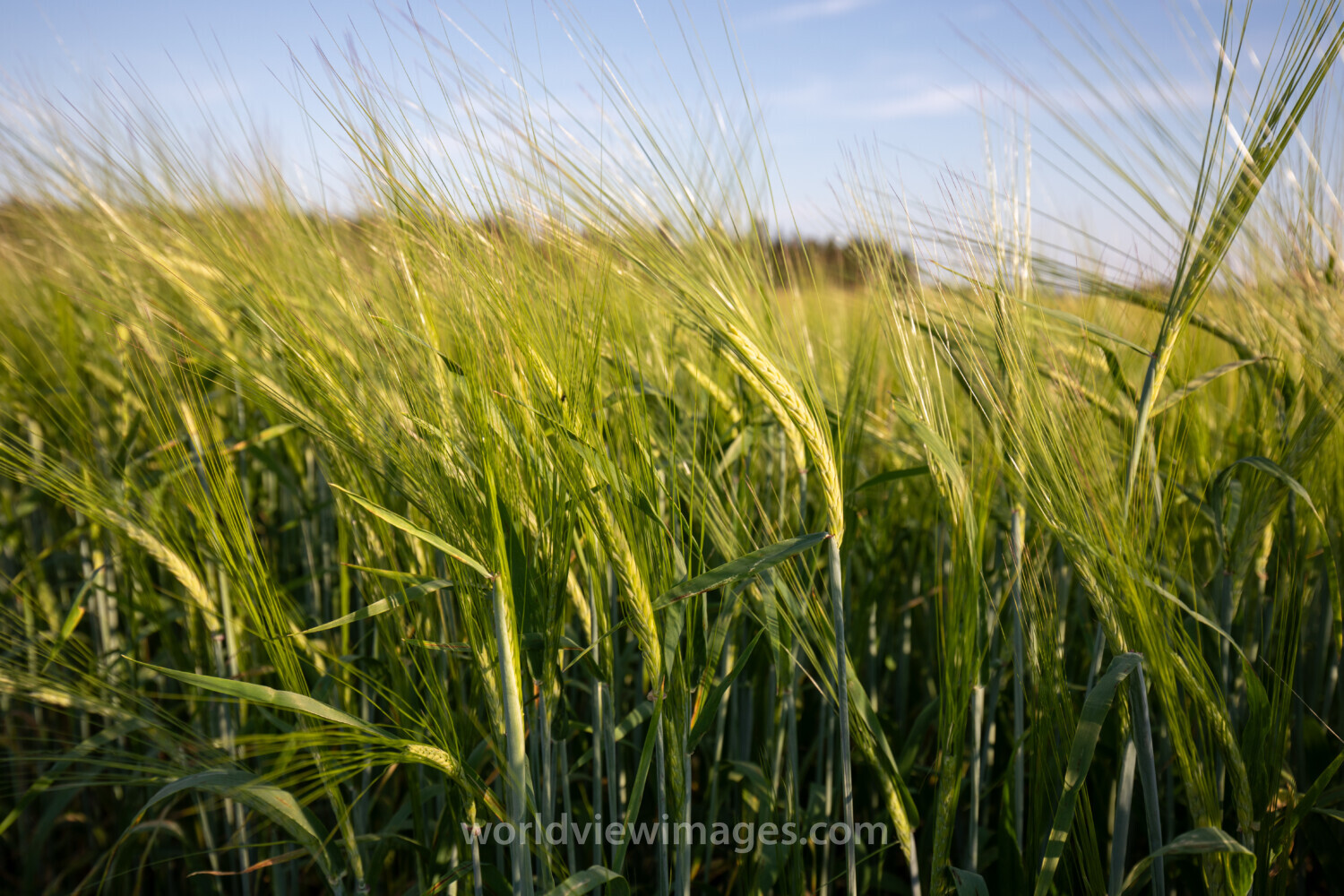 Wheat Field in PEI