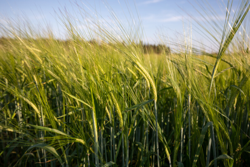 Wheat Field in PEI — Beautiful Wheat Fields in Prince Edward Island — Agriculture, Complementary Colors, Field, Lowland, Nature