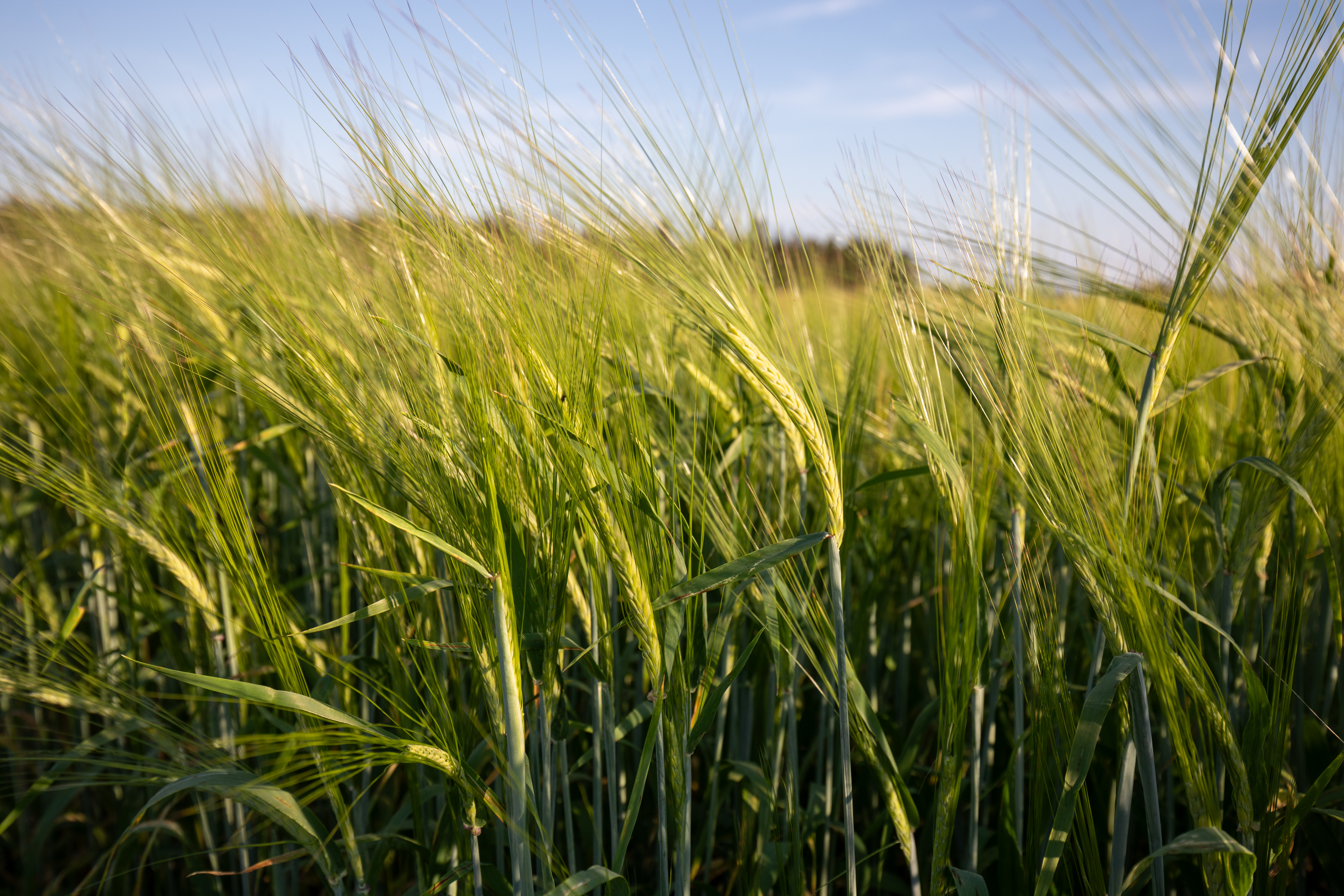 Wheat Field in PEI
