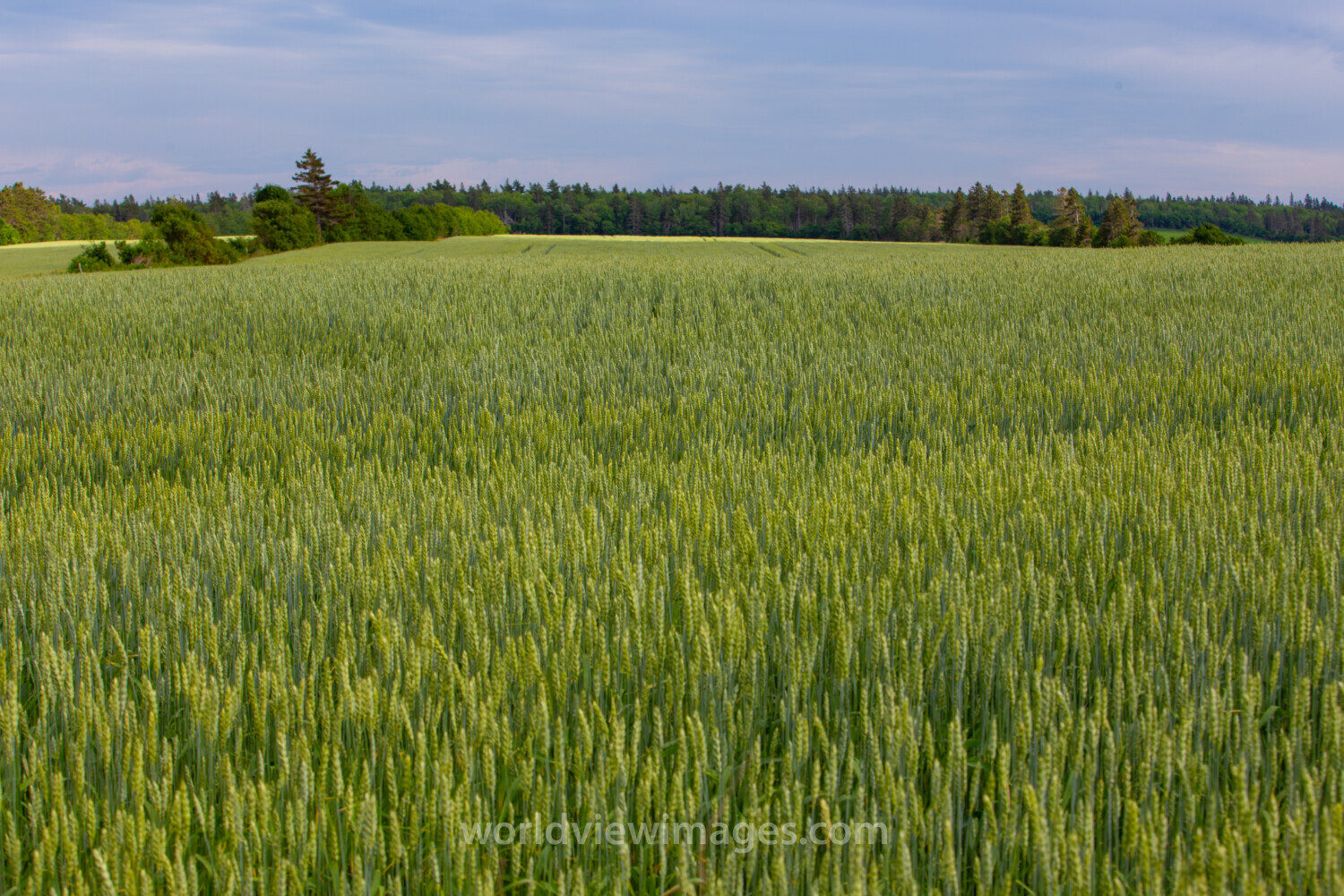 Wheat Field in PEI