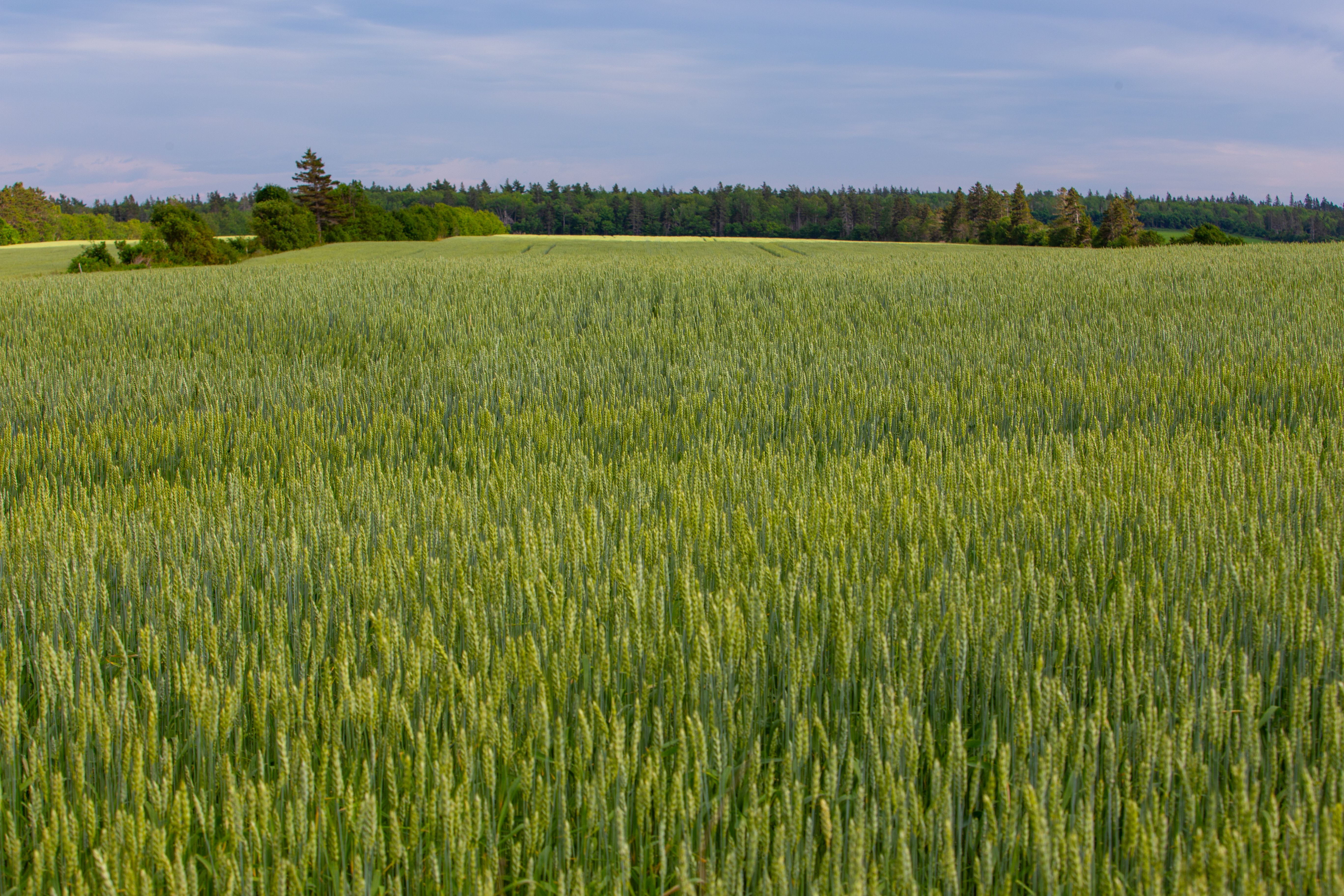 Wheat Field in PEI