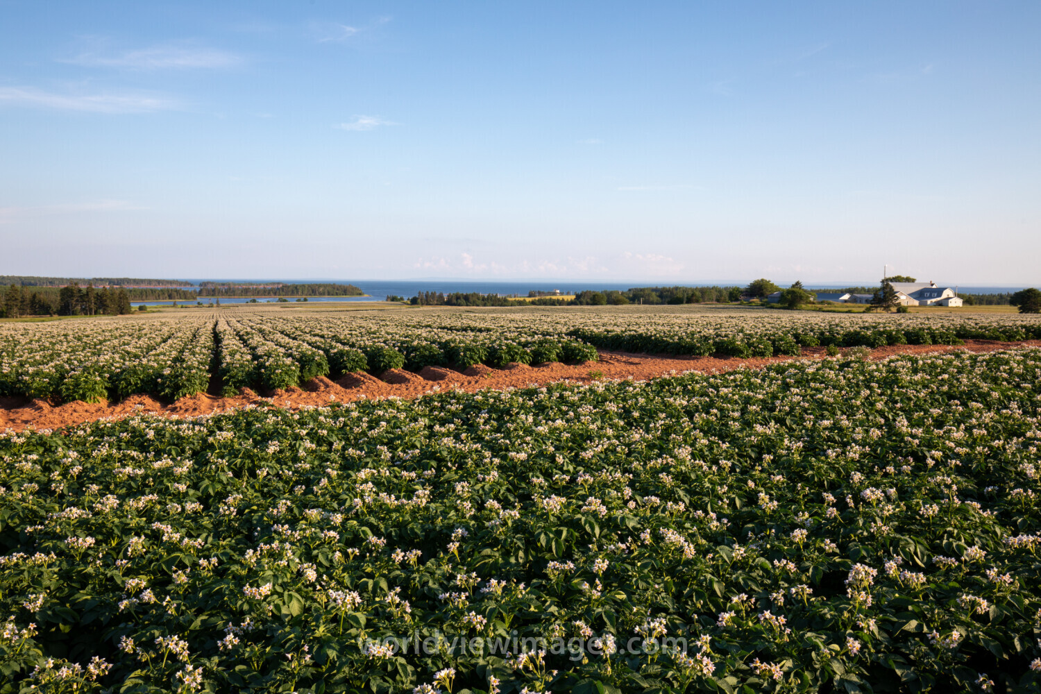 Potatoe Fields of PEI
