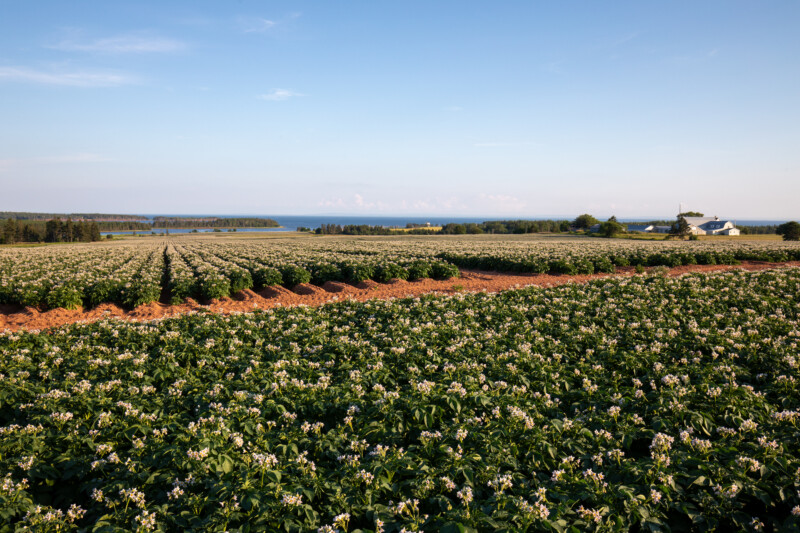 Potatoe Fields of PEI — Prince Edward Island is Known for it's Potatoes — Agriculture, Field, Lowland, Nature, Prince Edward Island