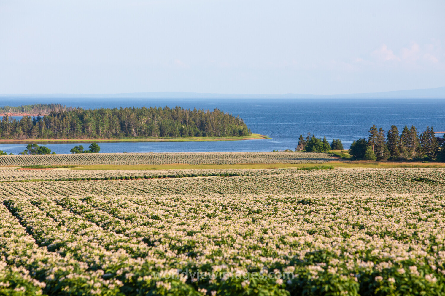 Potatoe Fields of PEI