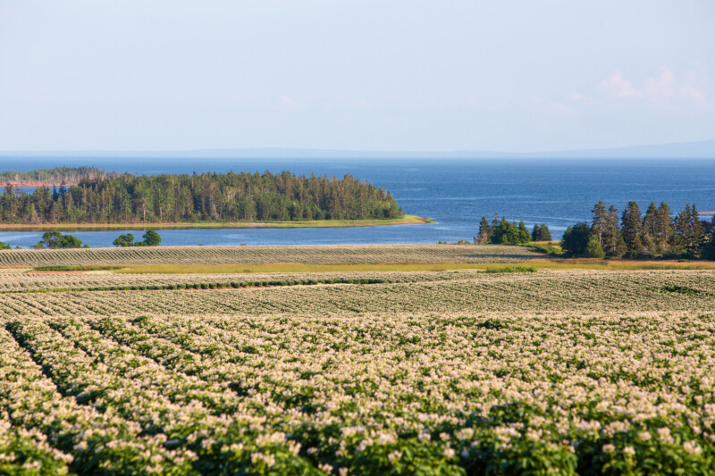 Potatoe Fields of PEI — Prince Edward Island is Known for it's Potatoes — Agriculture, Complementary Colors, Field, Lowland, Nature