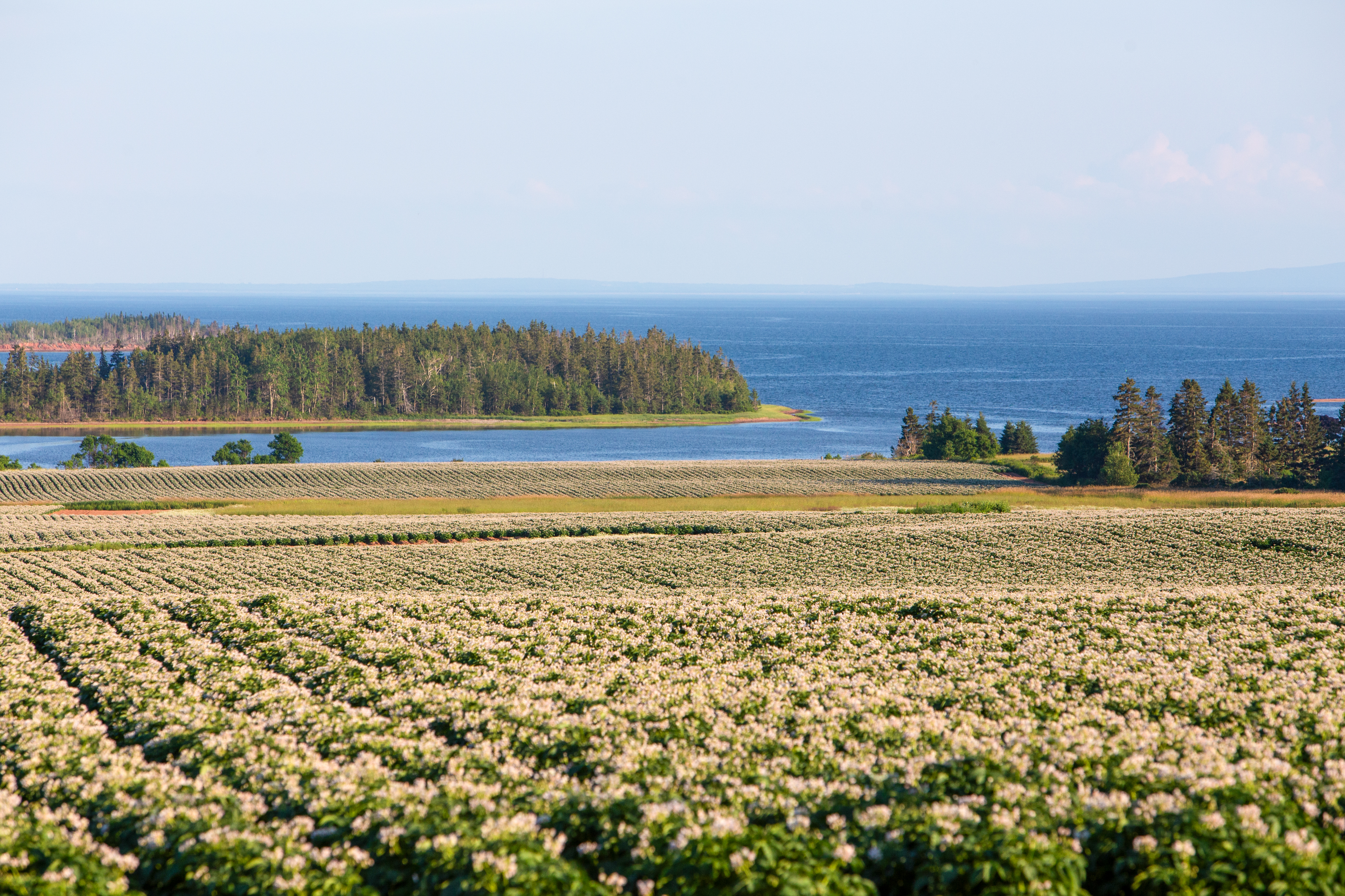 Potatoe Fields of PEI