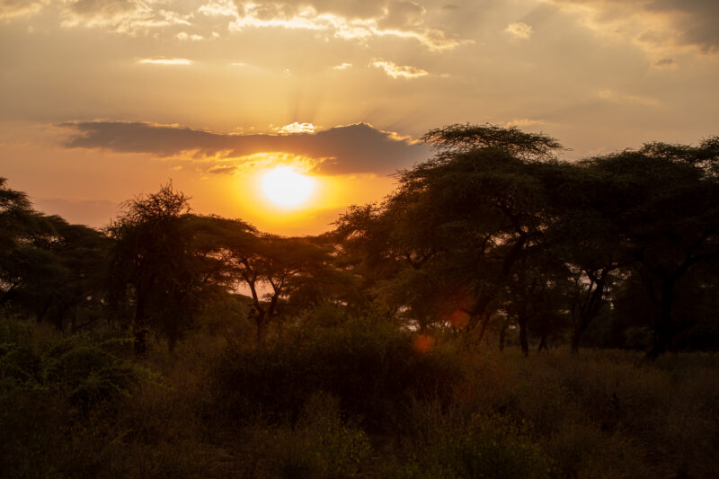 Sunset in South Sudan — Nature, Sepia Tones, Sky, Sunset, Africa