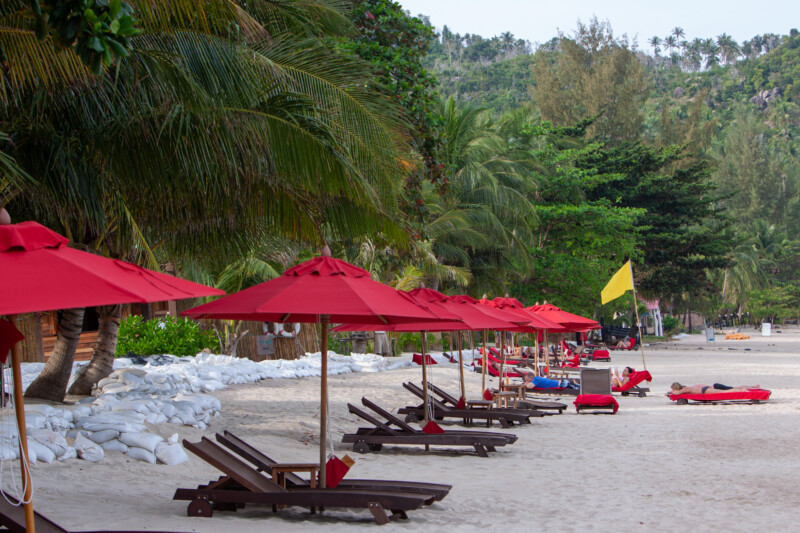 Relaxing on the Beach — Nature, Palm Tree, Plant, Umbrella, Wood