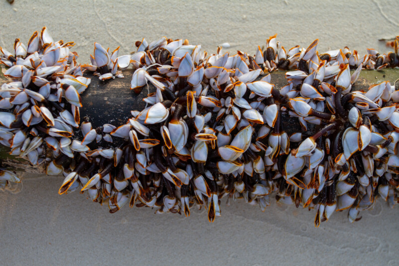 Clams on a Log — Nature, Thailand, seafood, clams, mollusk