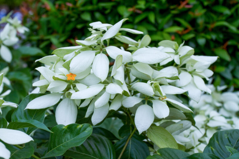 White Flowers — Blossom, Flower, Nature, Plant, Vietnam