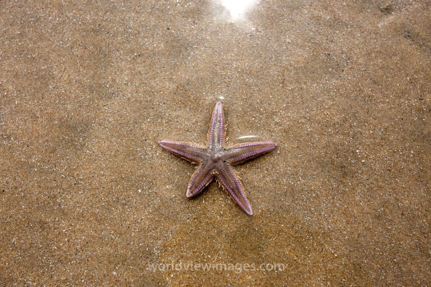 Starfish on the Beach