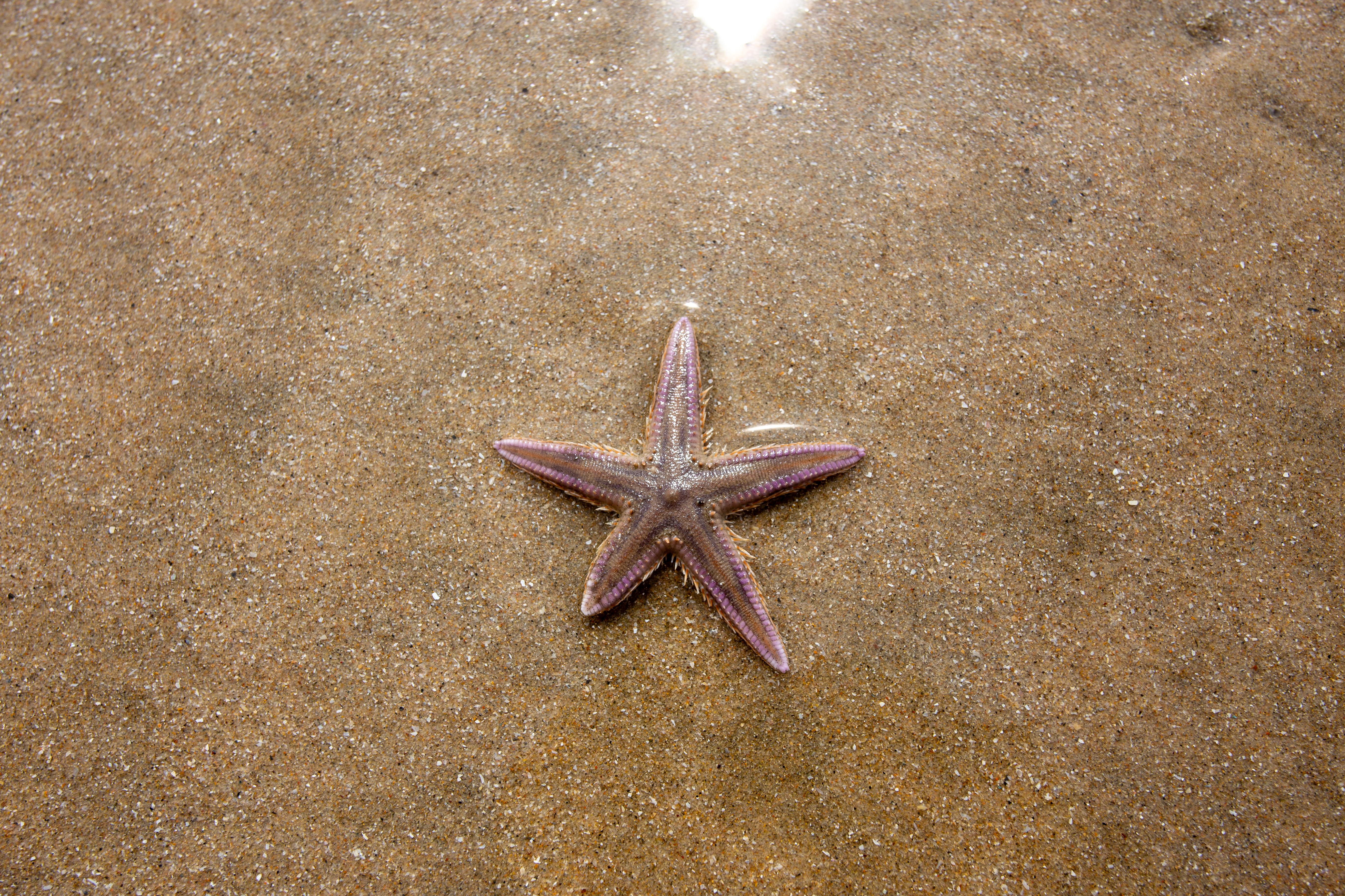 Starfish on the Beach