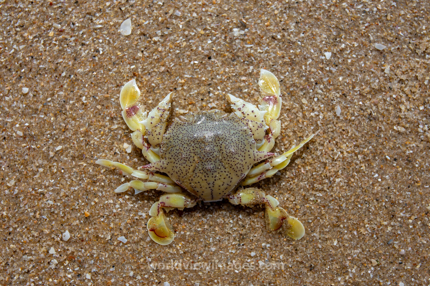 Crab on the Beach