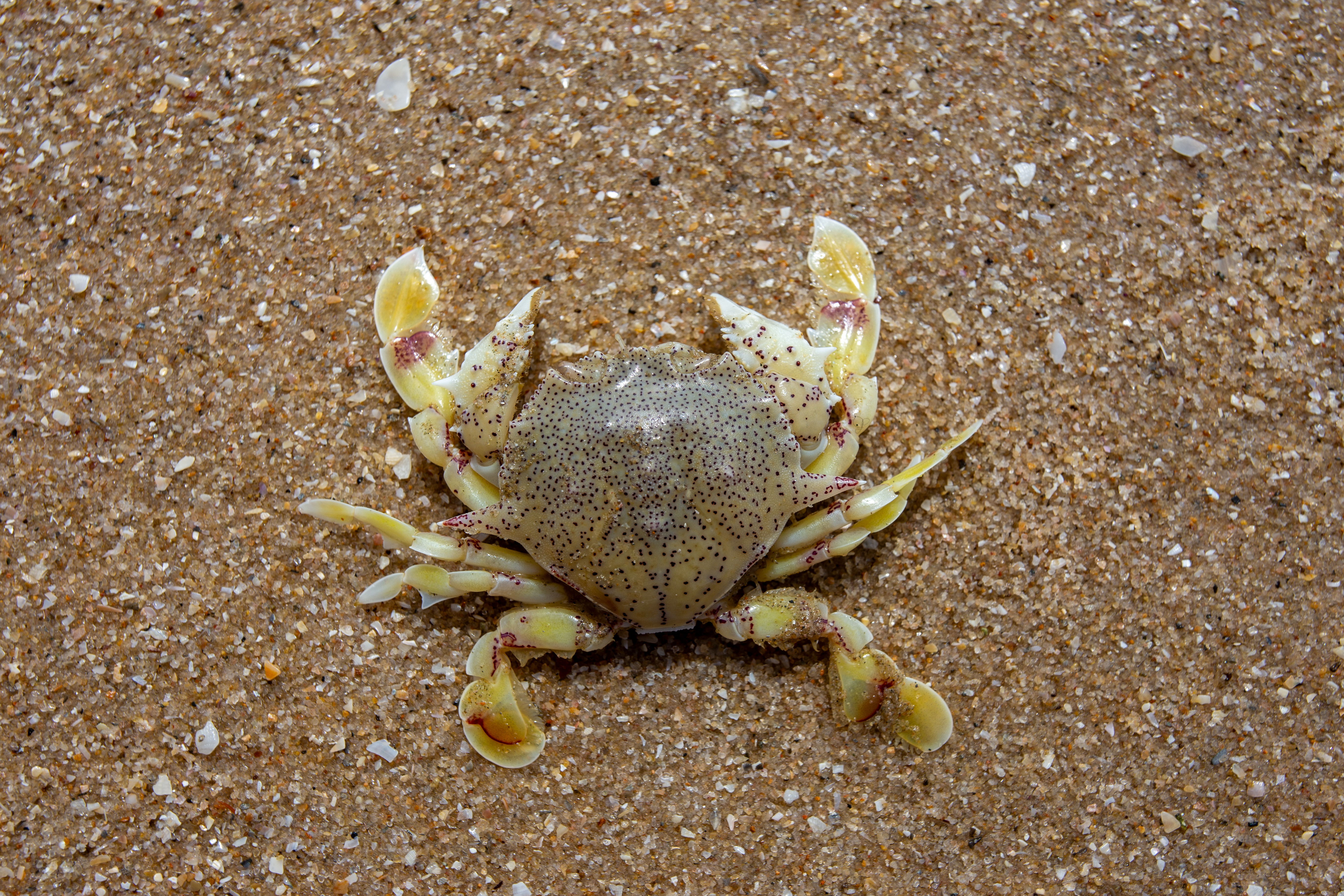 Crab on the Beach